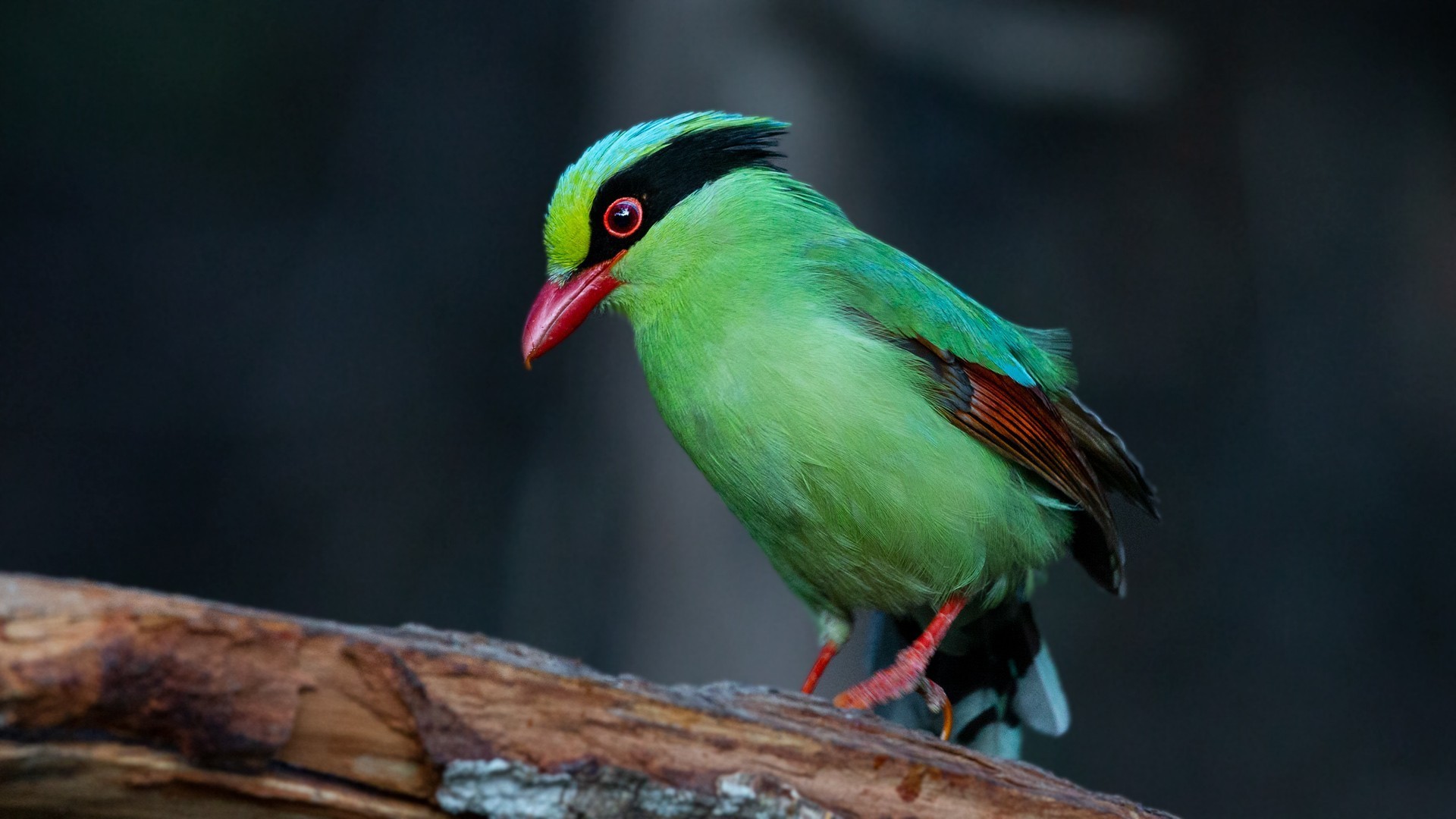 Common Green Magpie