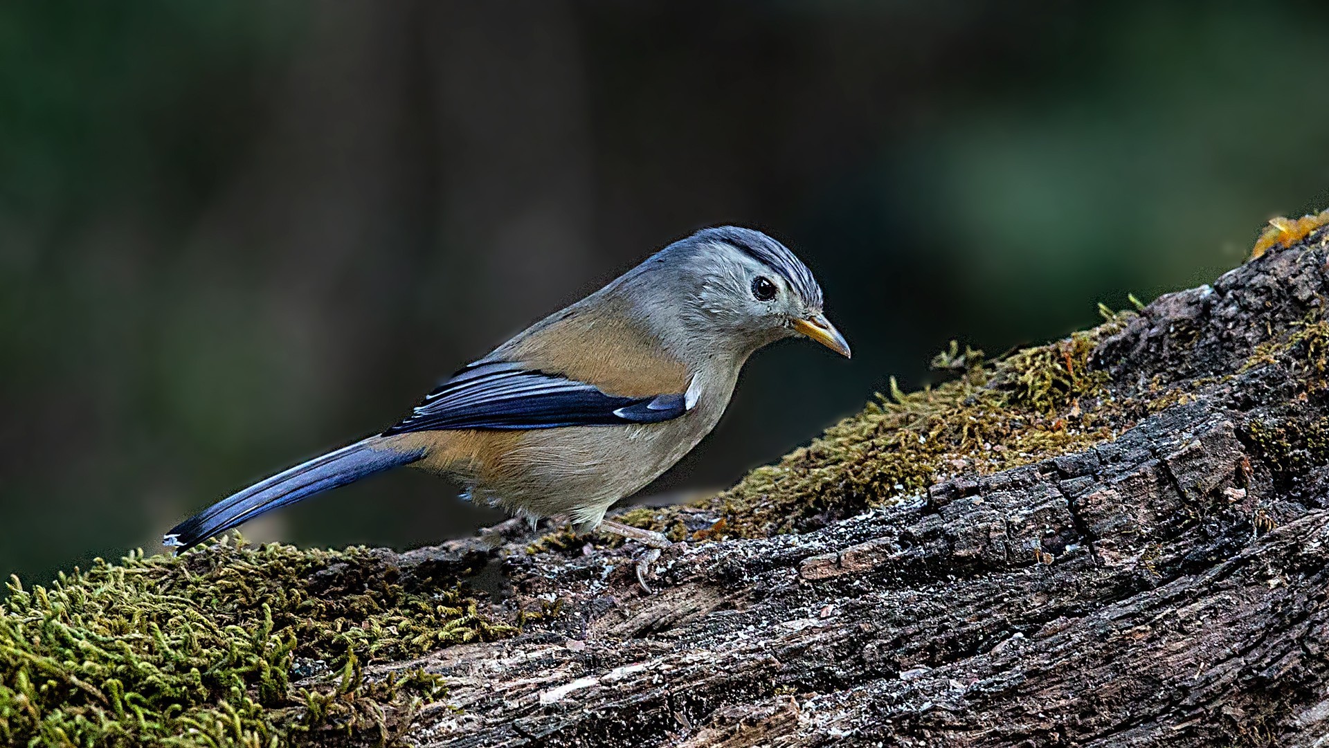 Blue-winged Siva