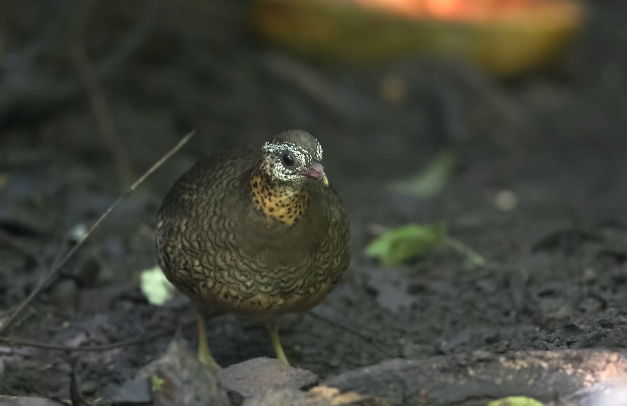 Green-legged Partridge