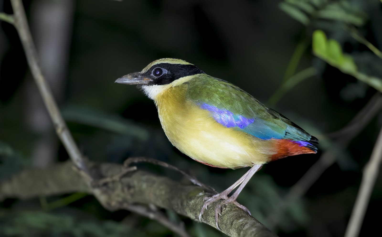 Blue-winged Pitta
