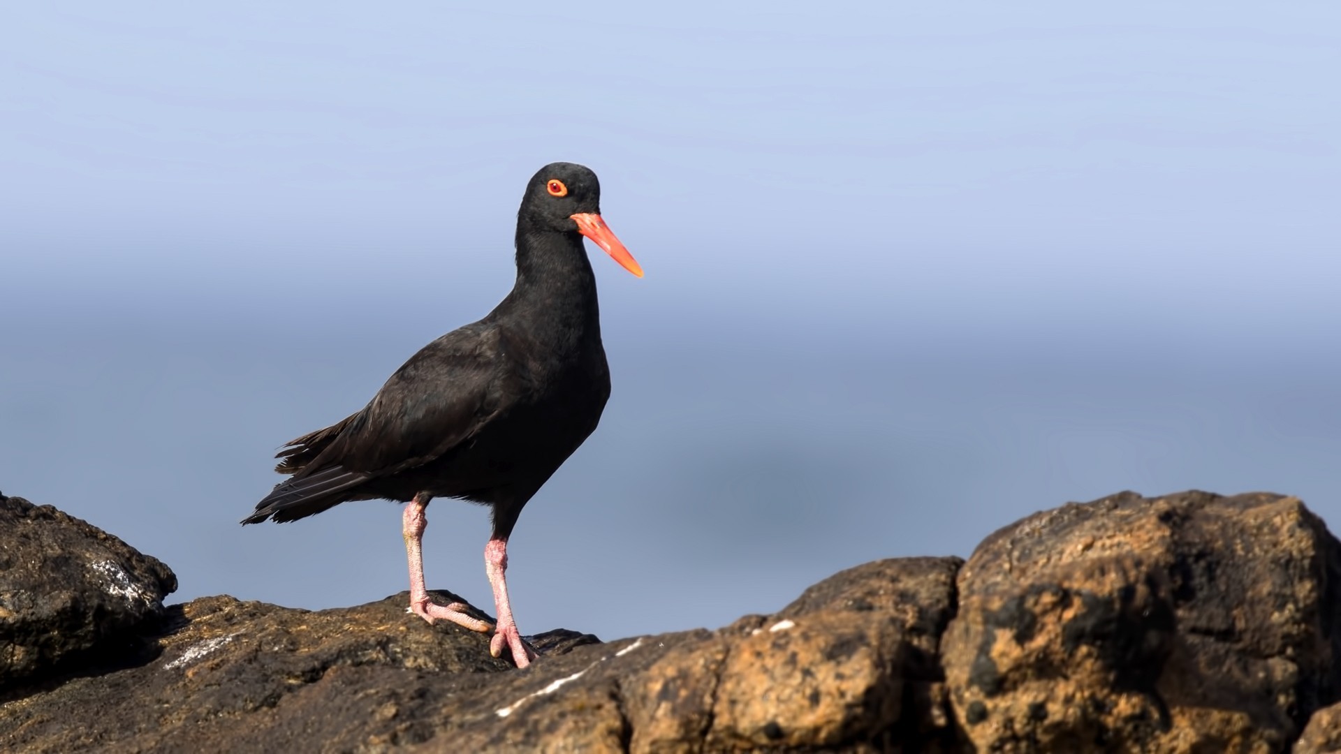 African Oystercatcher