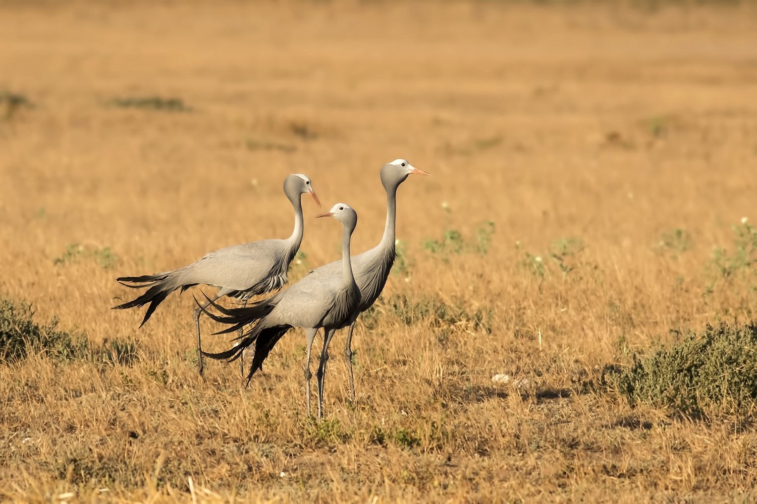 Blue Crane