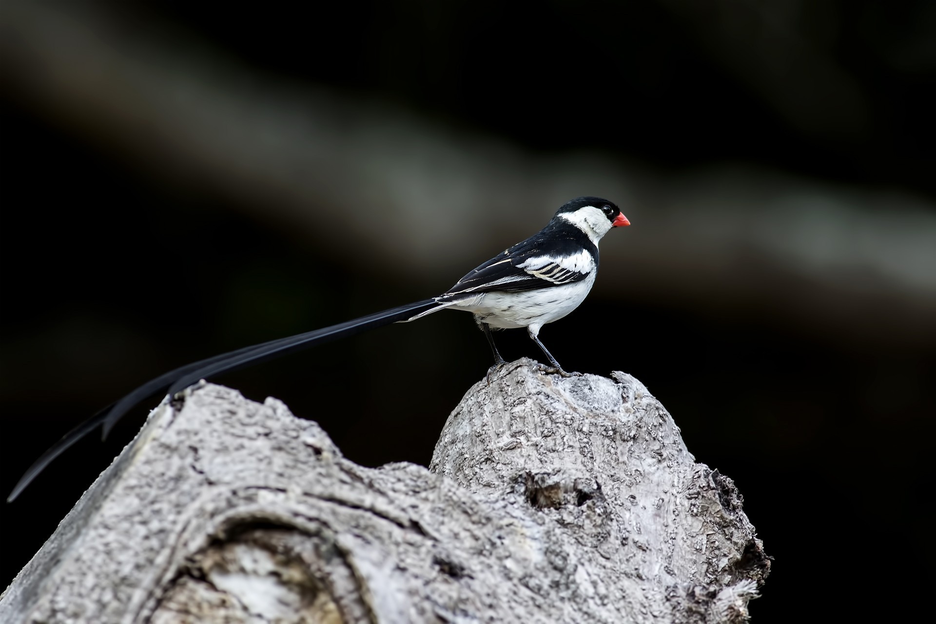 Pin-tailed Whydah