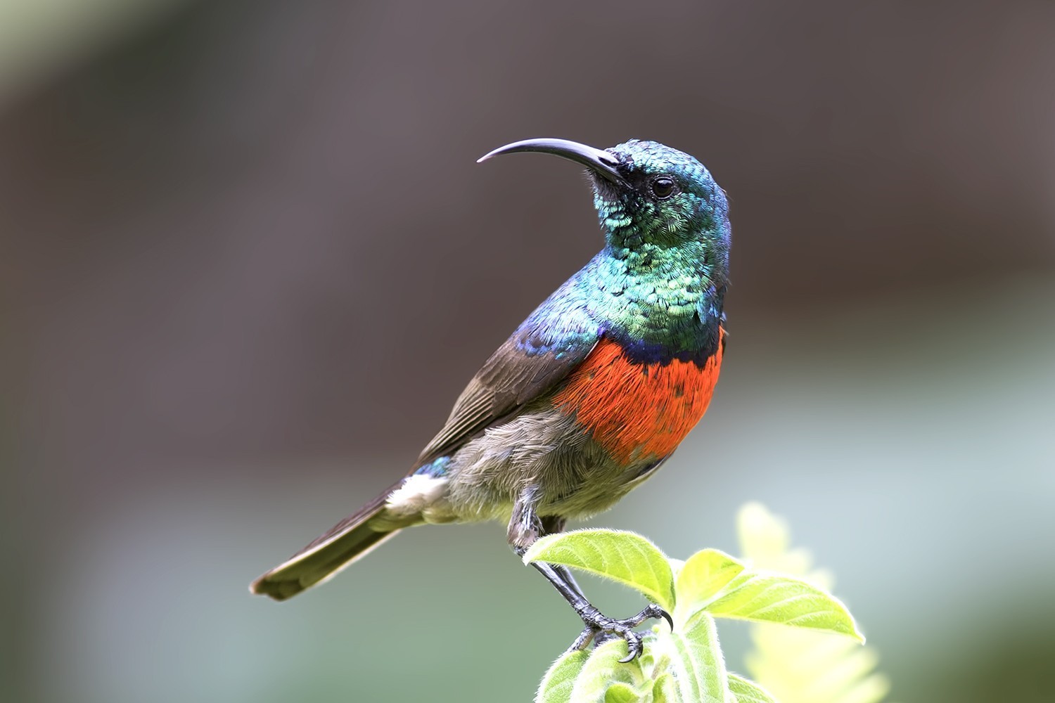 Southern Double-collared Sunbird
