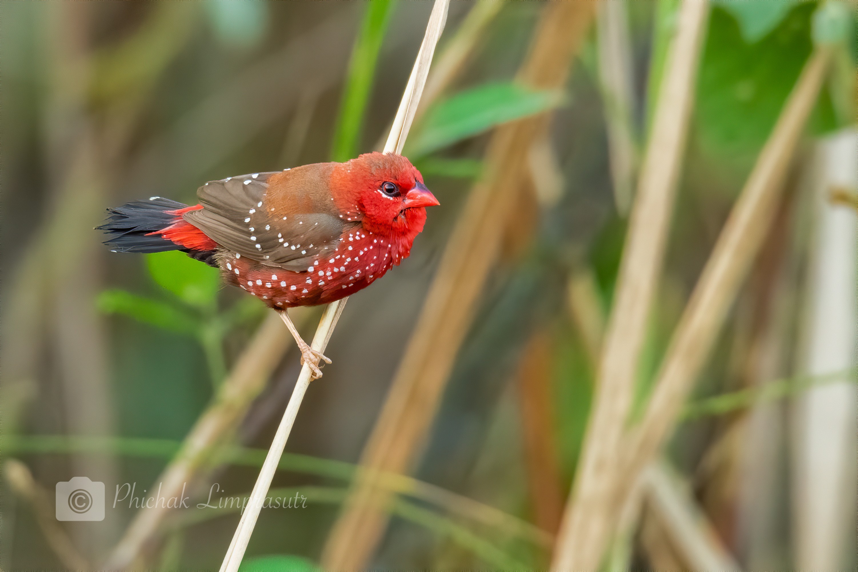 Red Avadavat — Ana fotoğraf
