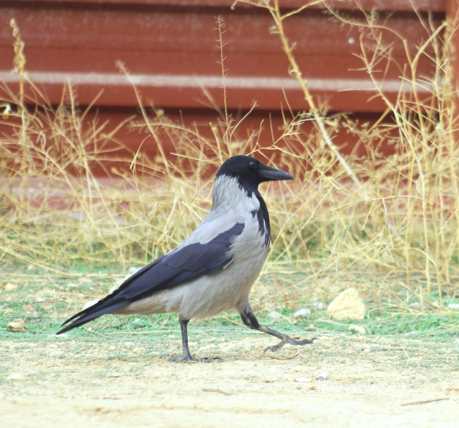 Leş Kargası