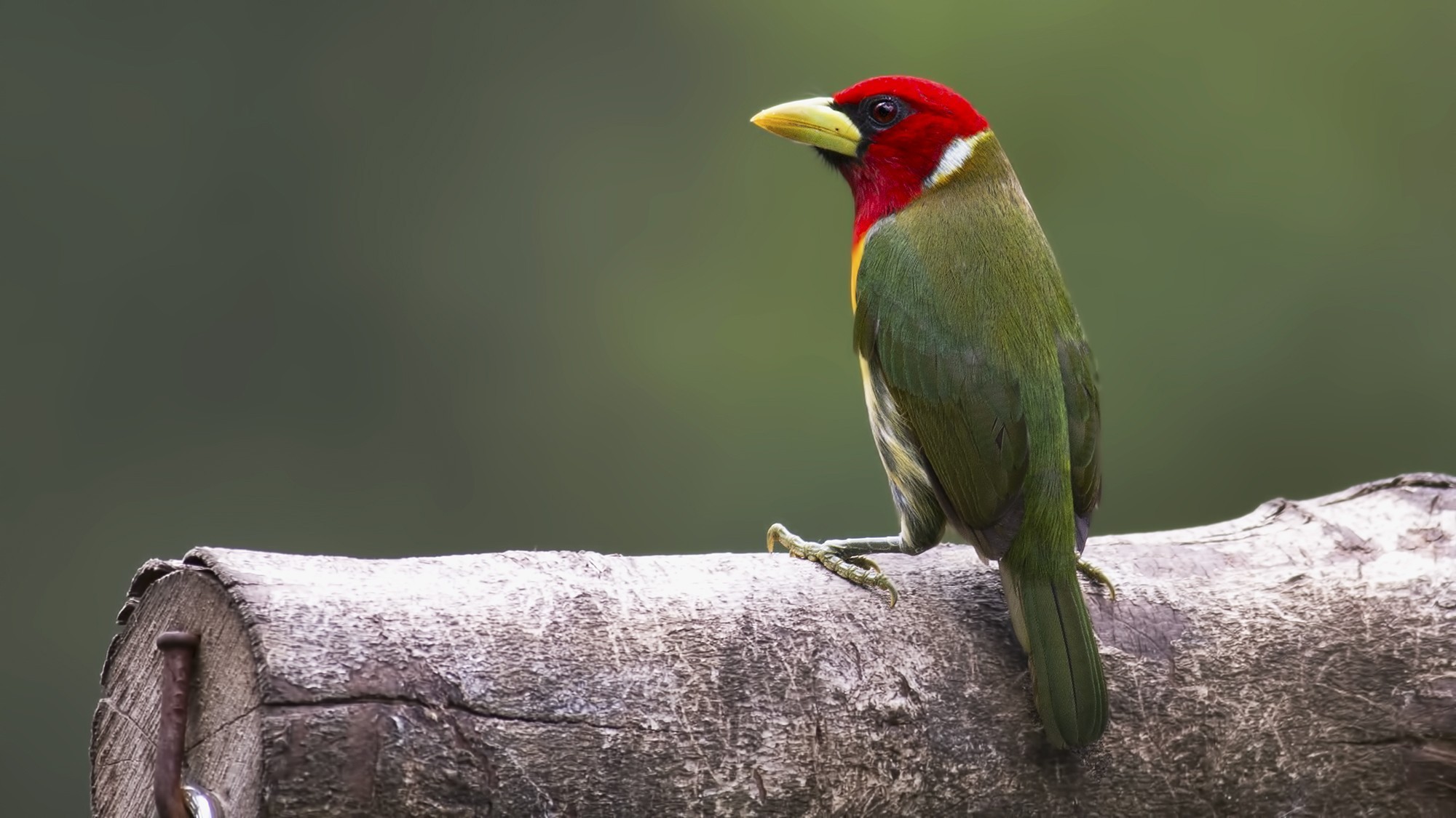 Red-headed Barbet