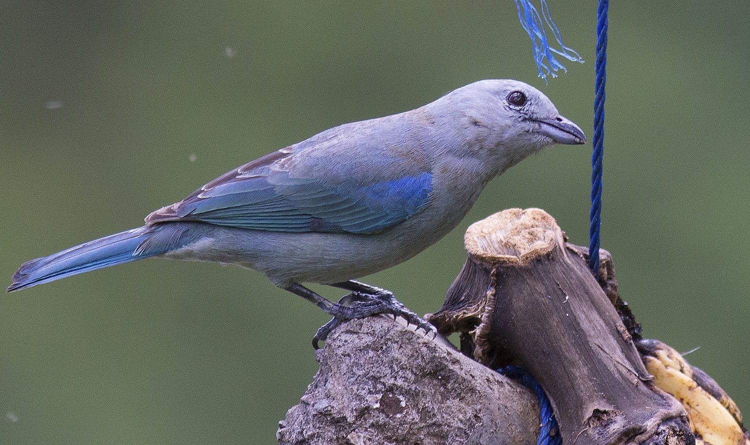 Blue-grey Tanager