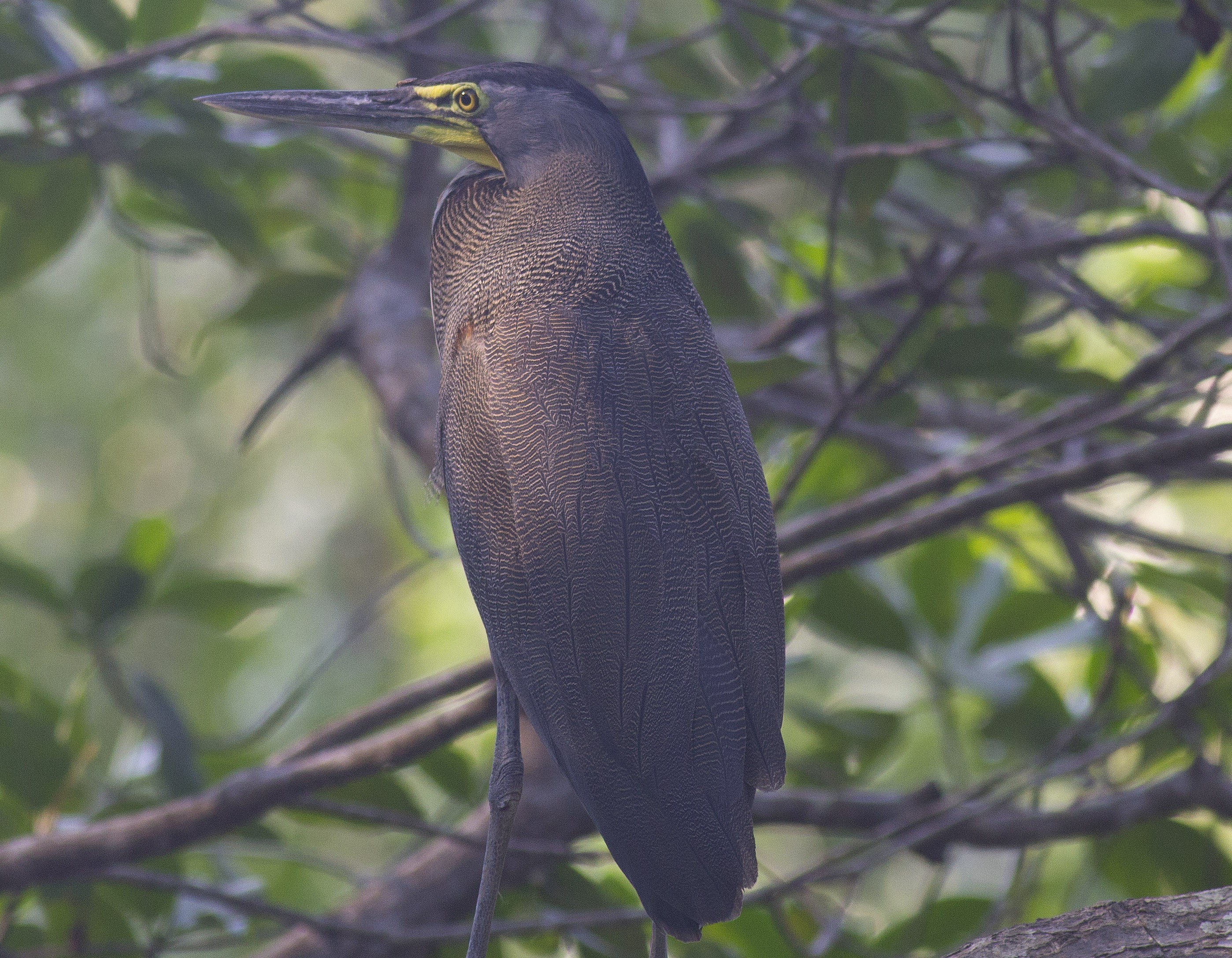 Bare-throated Tiger-heron