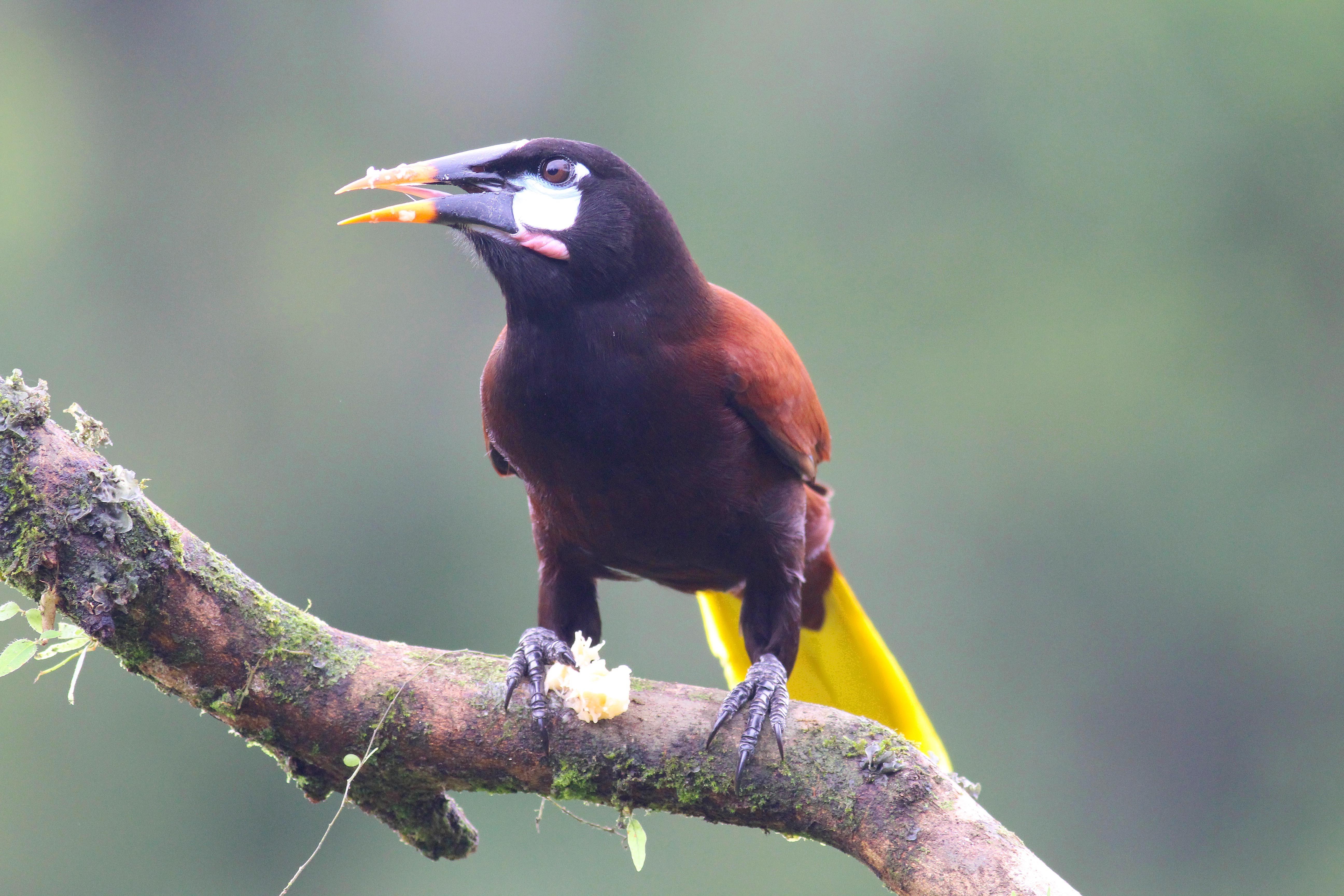 Montezuma Oropendola