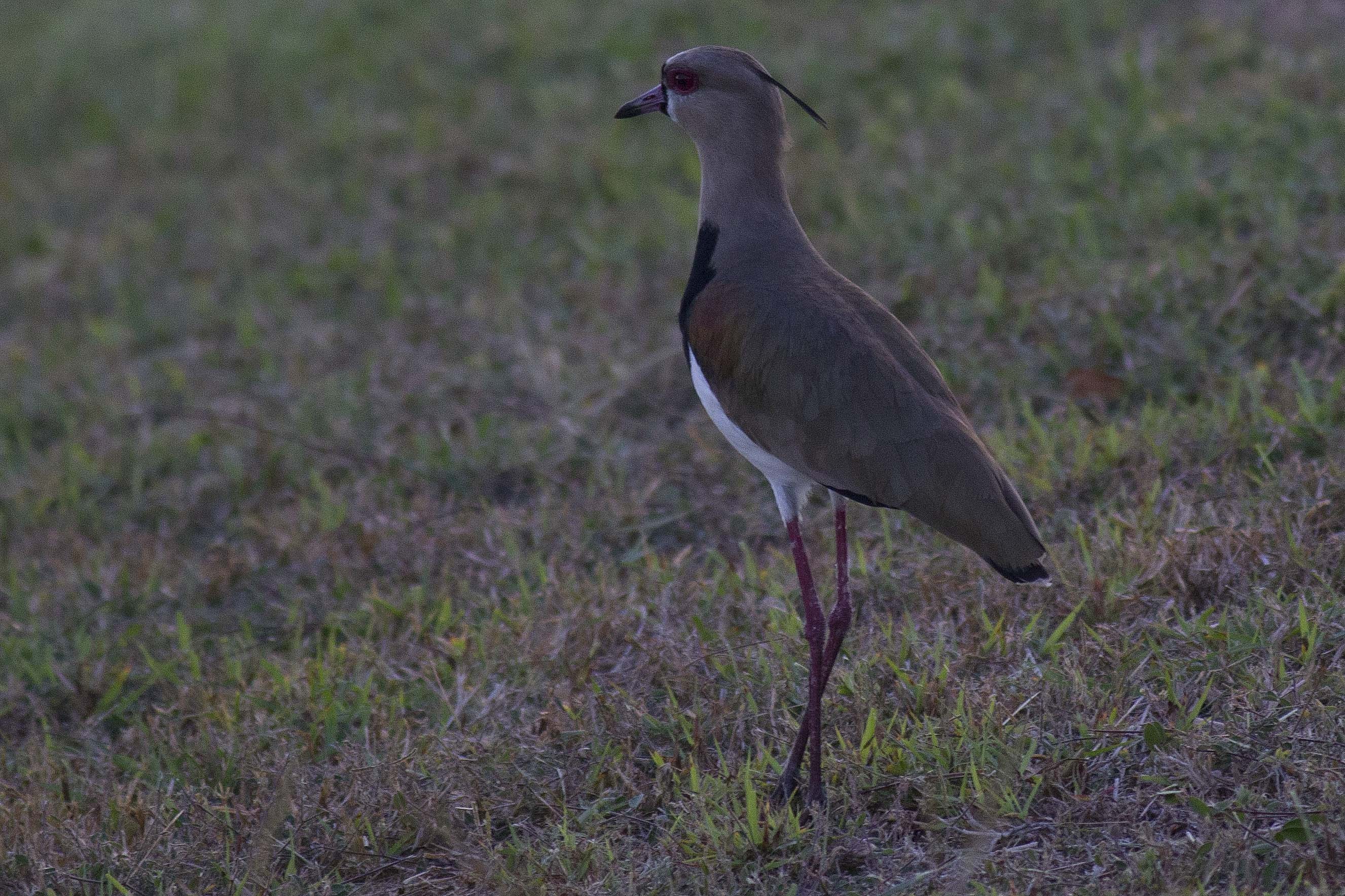 Southern Lapwing — Ana fotoğraf