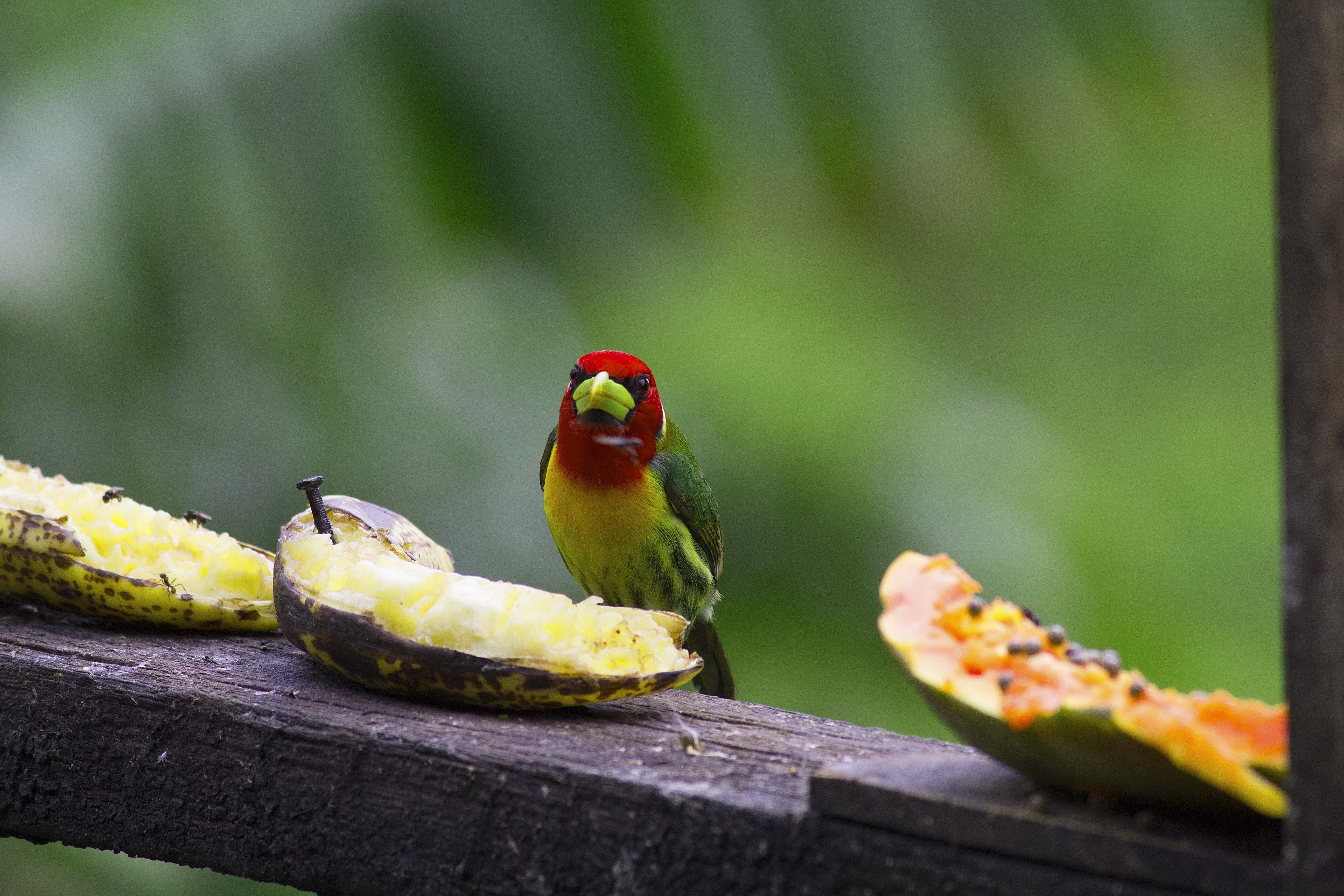 Red-headed Barbet