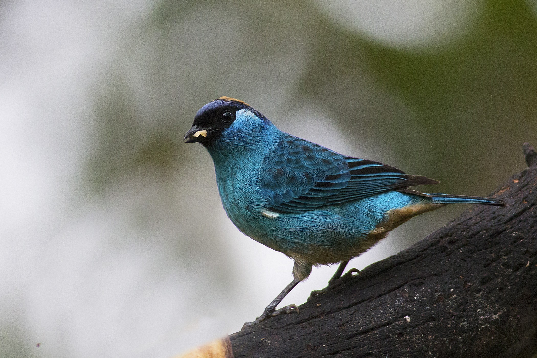 Golden-naped Tanager — Ana fotoğraf