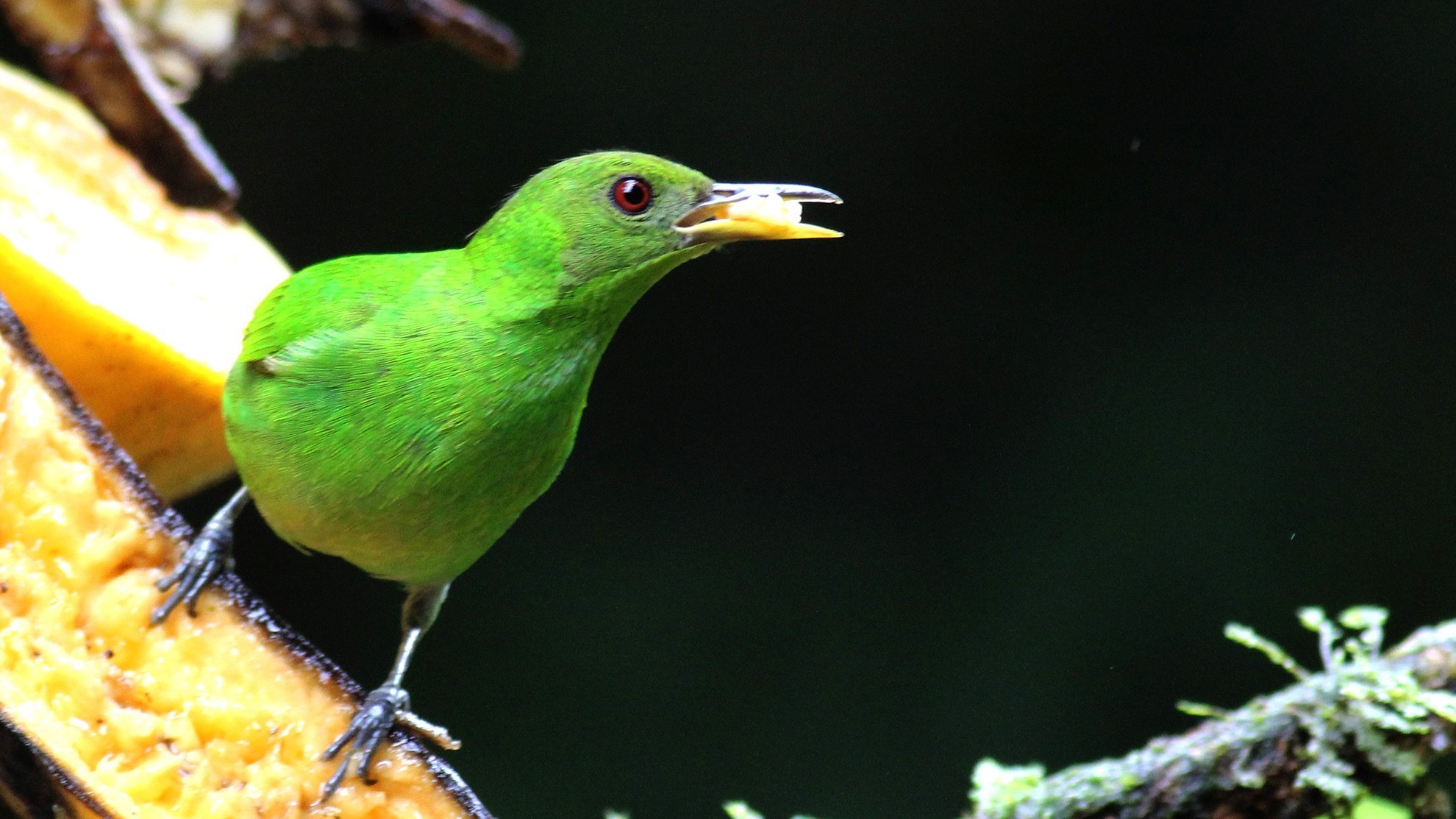 Green Honeycreeper