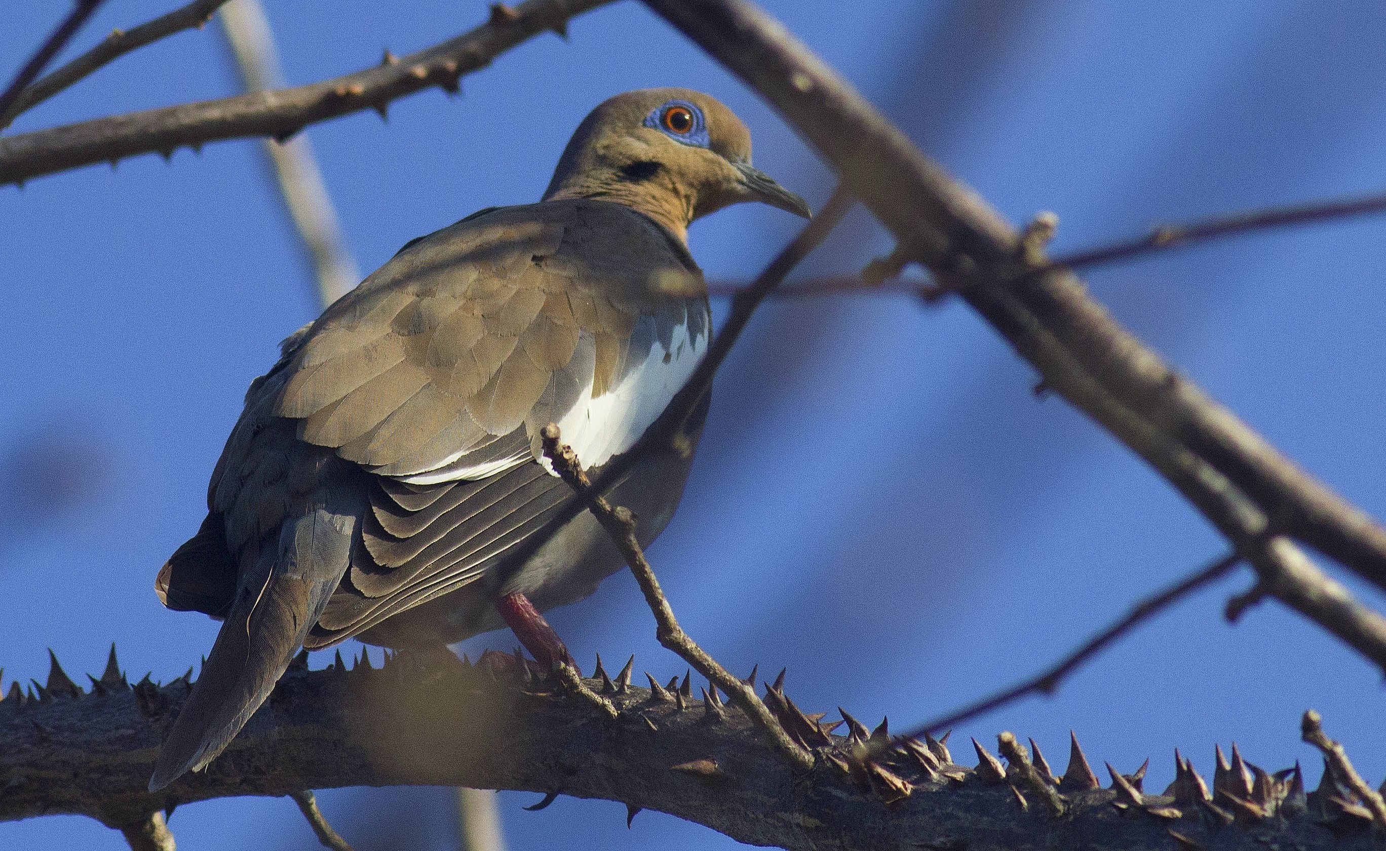 White-winged Dove