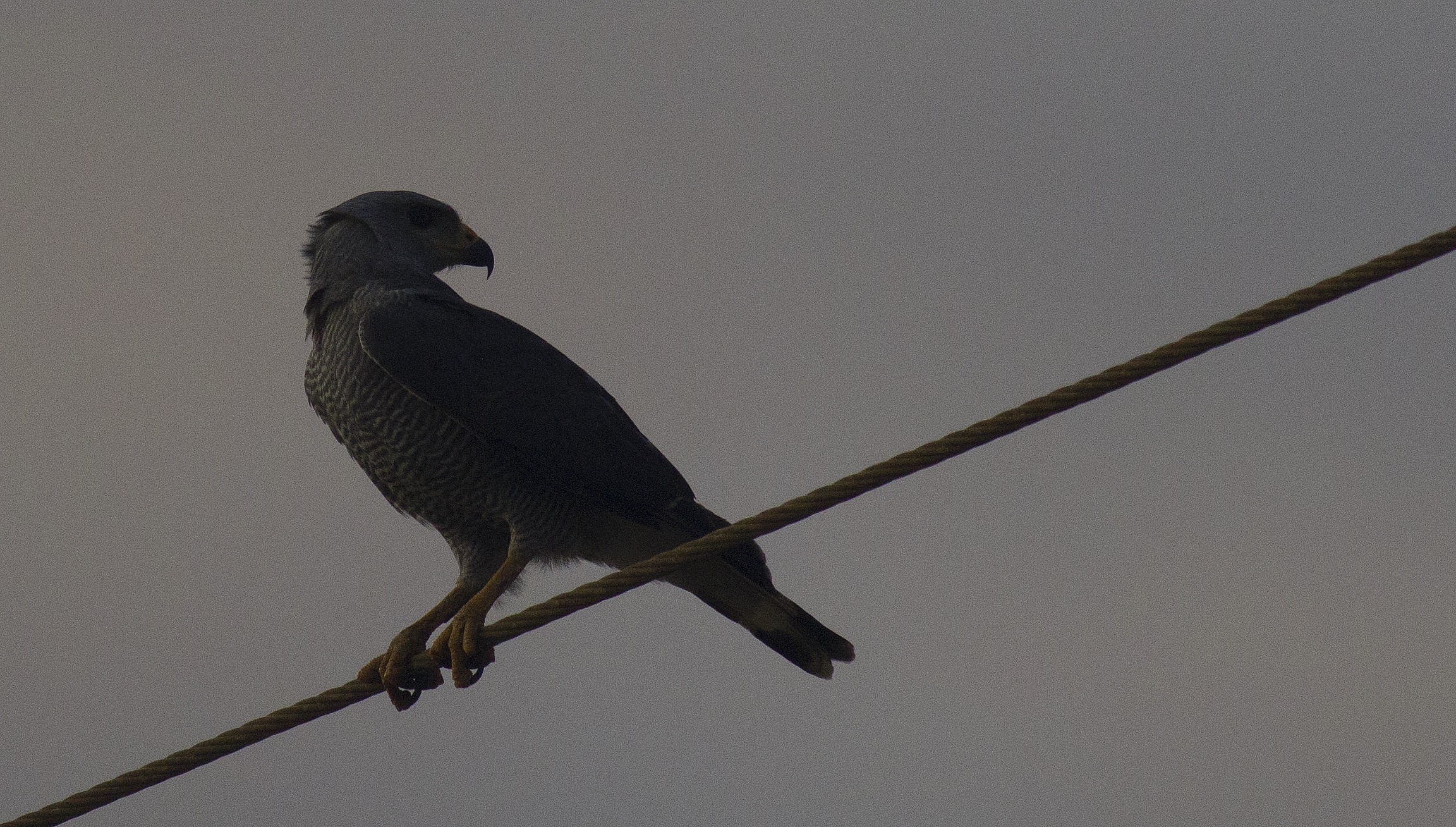 Roadside Hawk — Ana fotoğraf