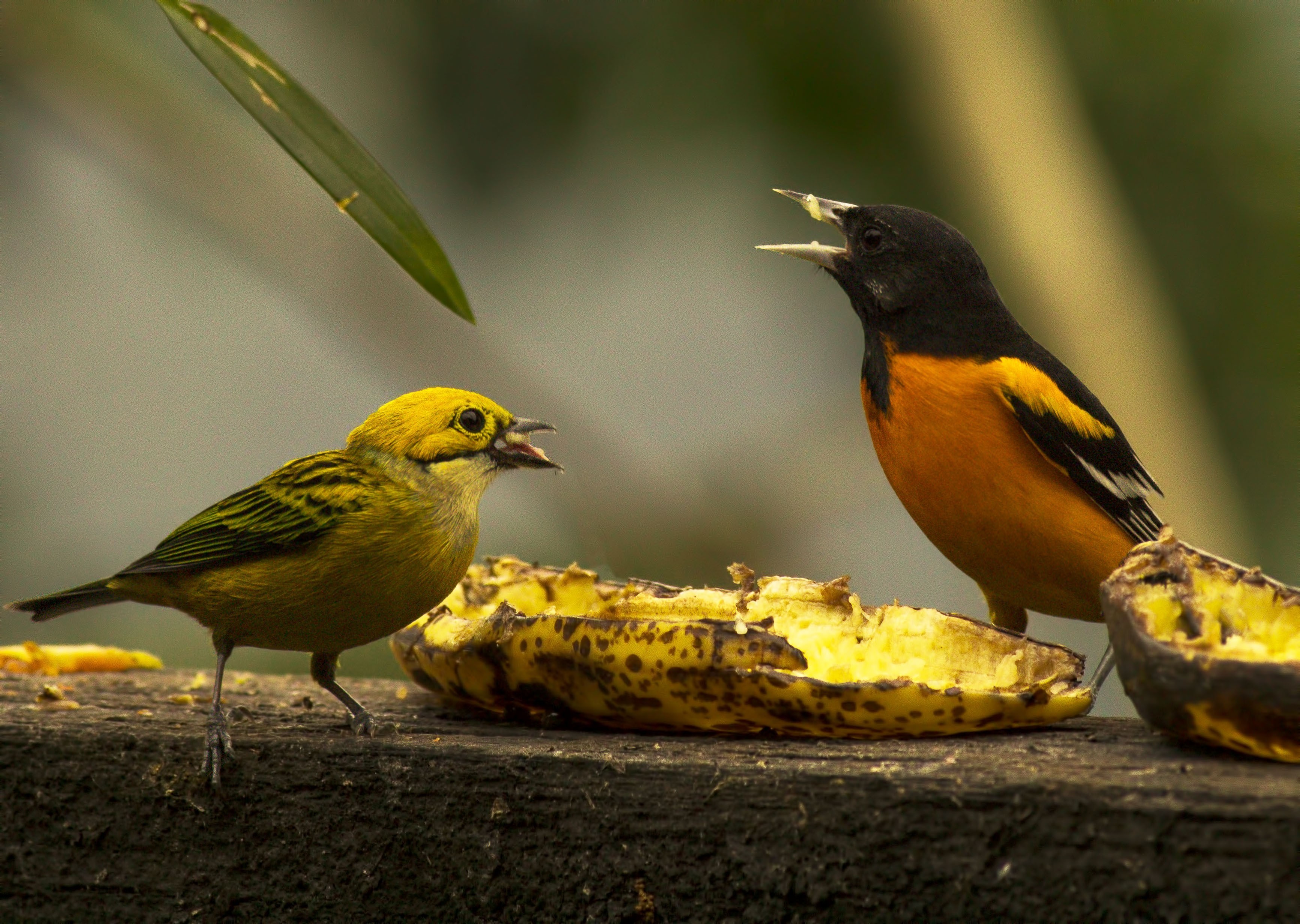 Baltimore Oriole