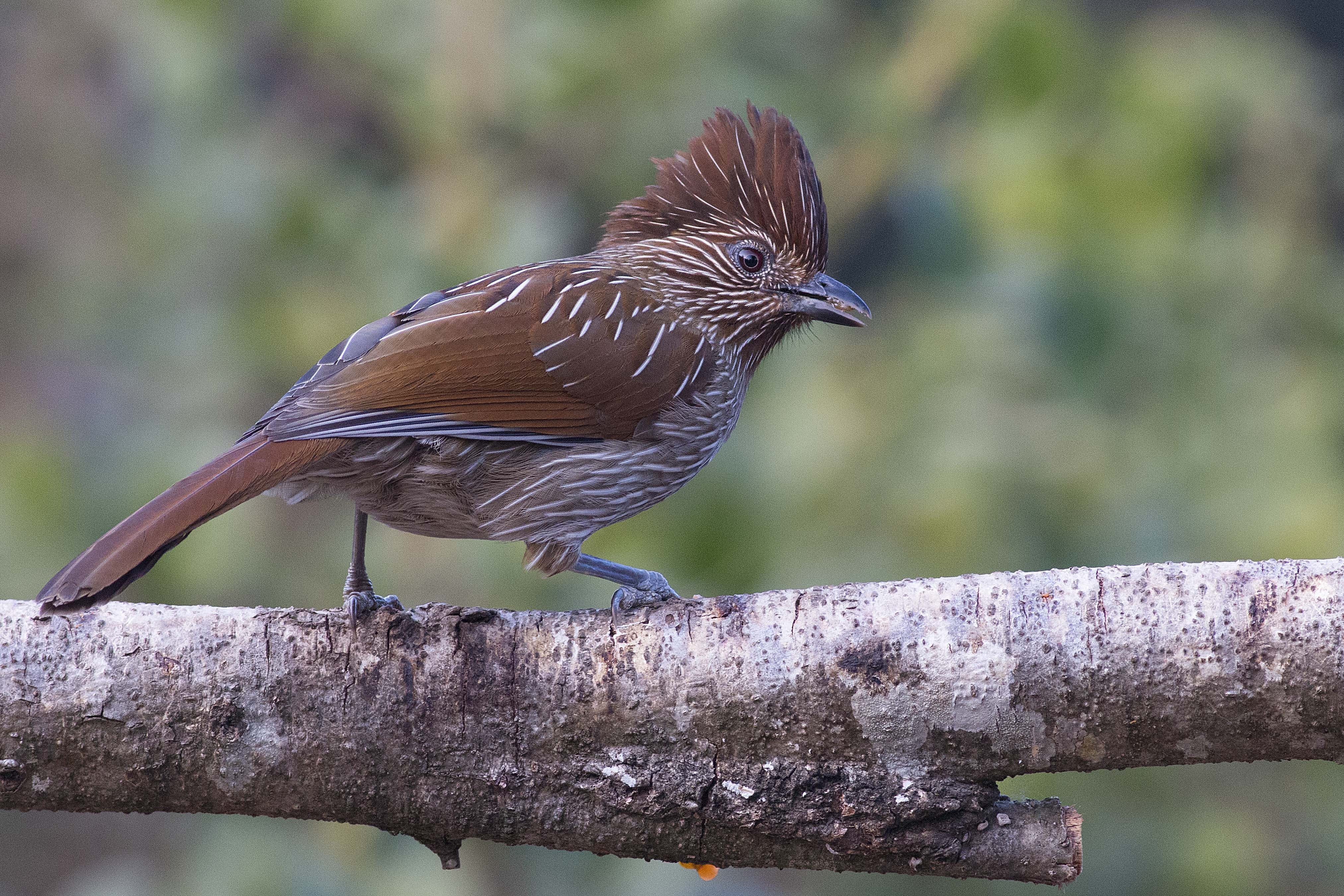 Striated Laughingthrush — Ana fotoğraf
