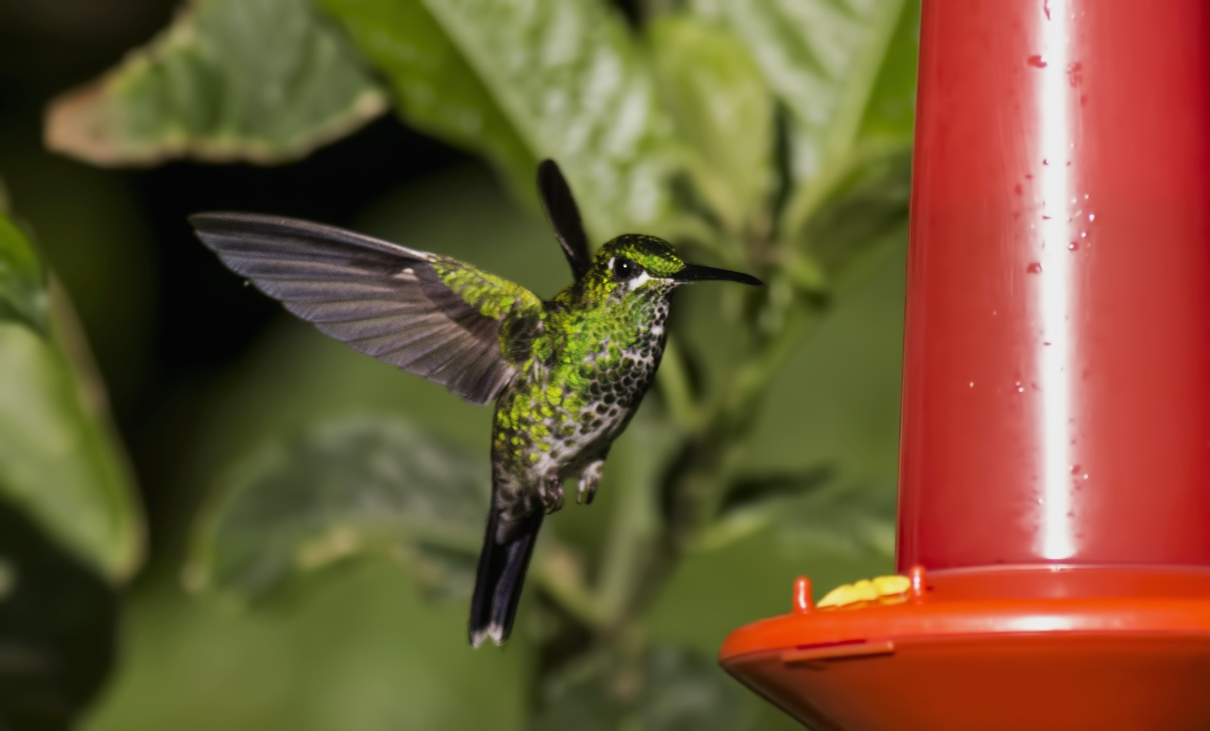 Green-crowned Brilliant