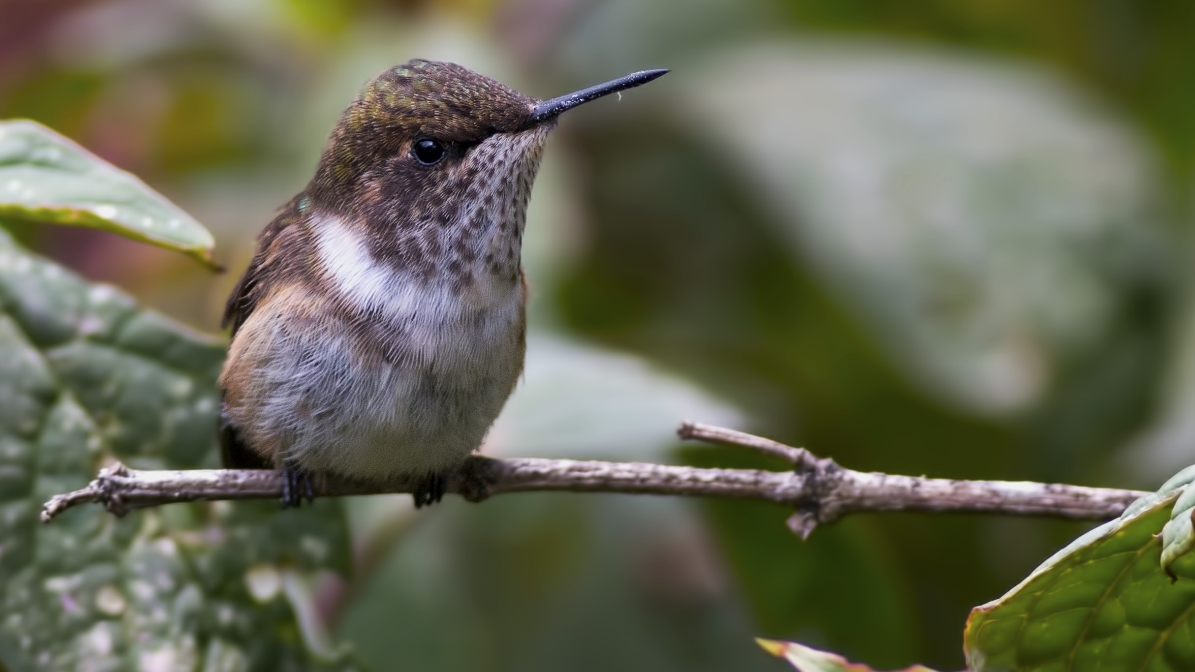 Scintillant Hummingbird