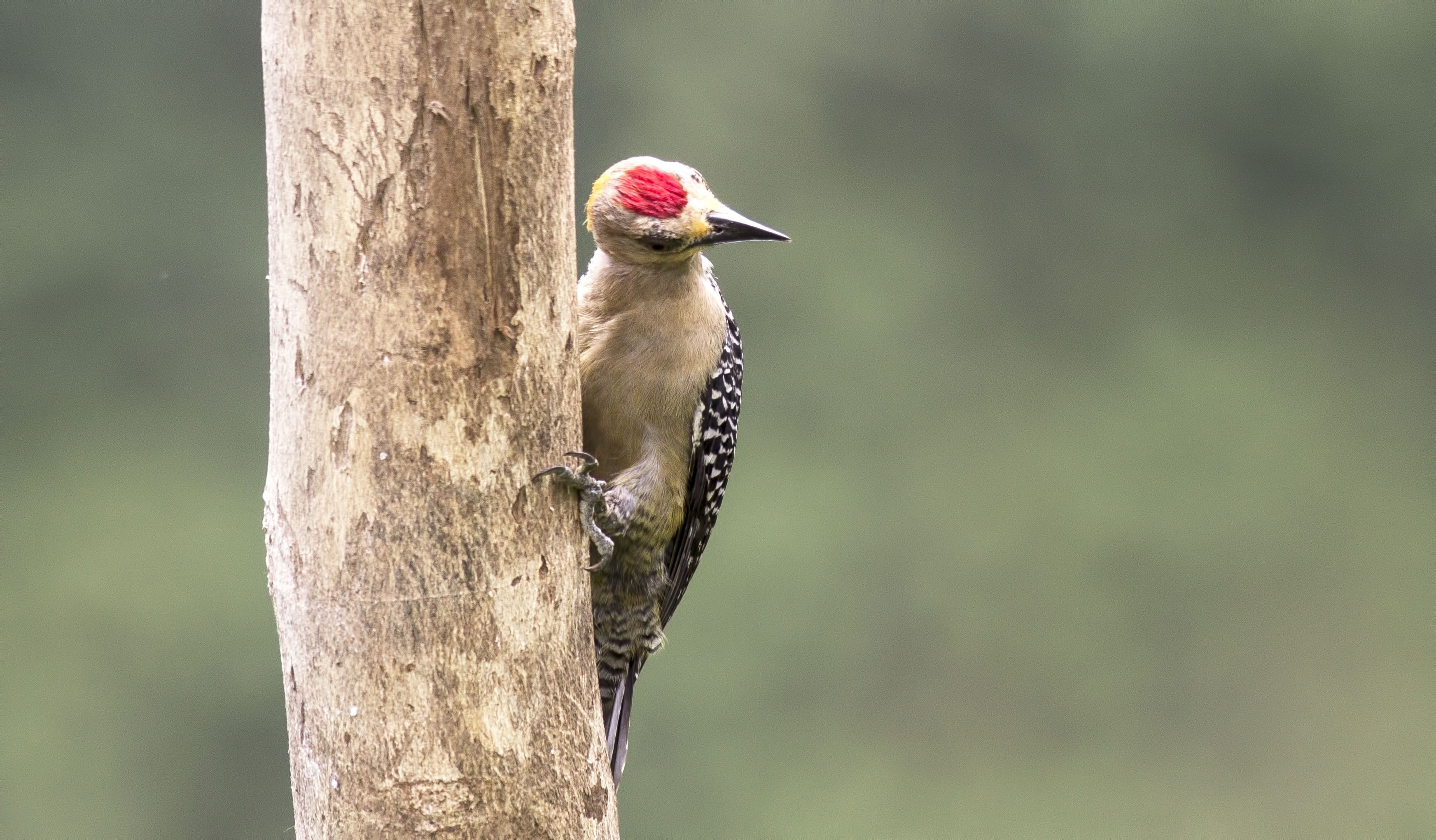 Hoffmann's Woodpecker