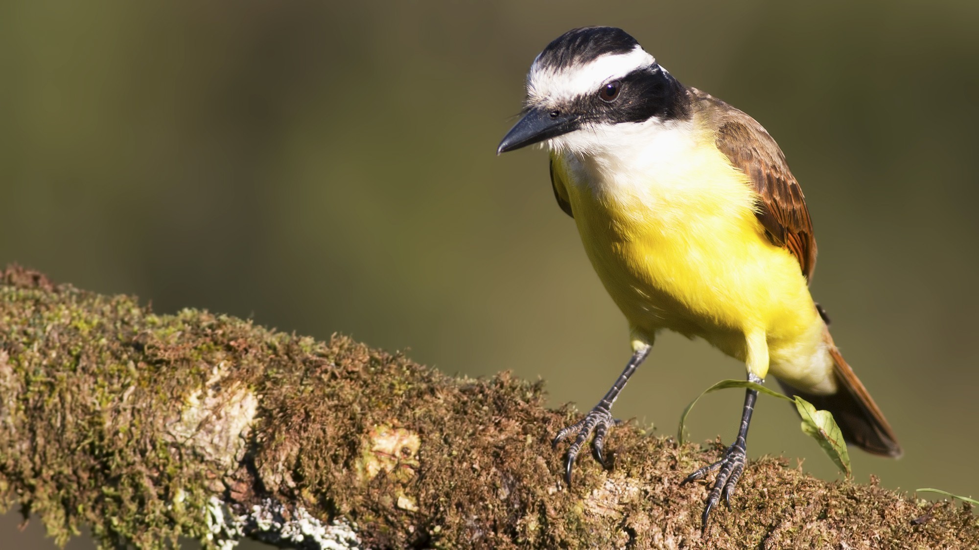 Great Kiskadee