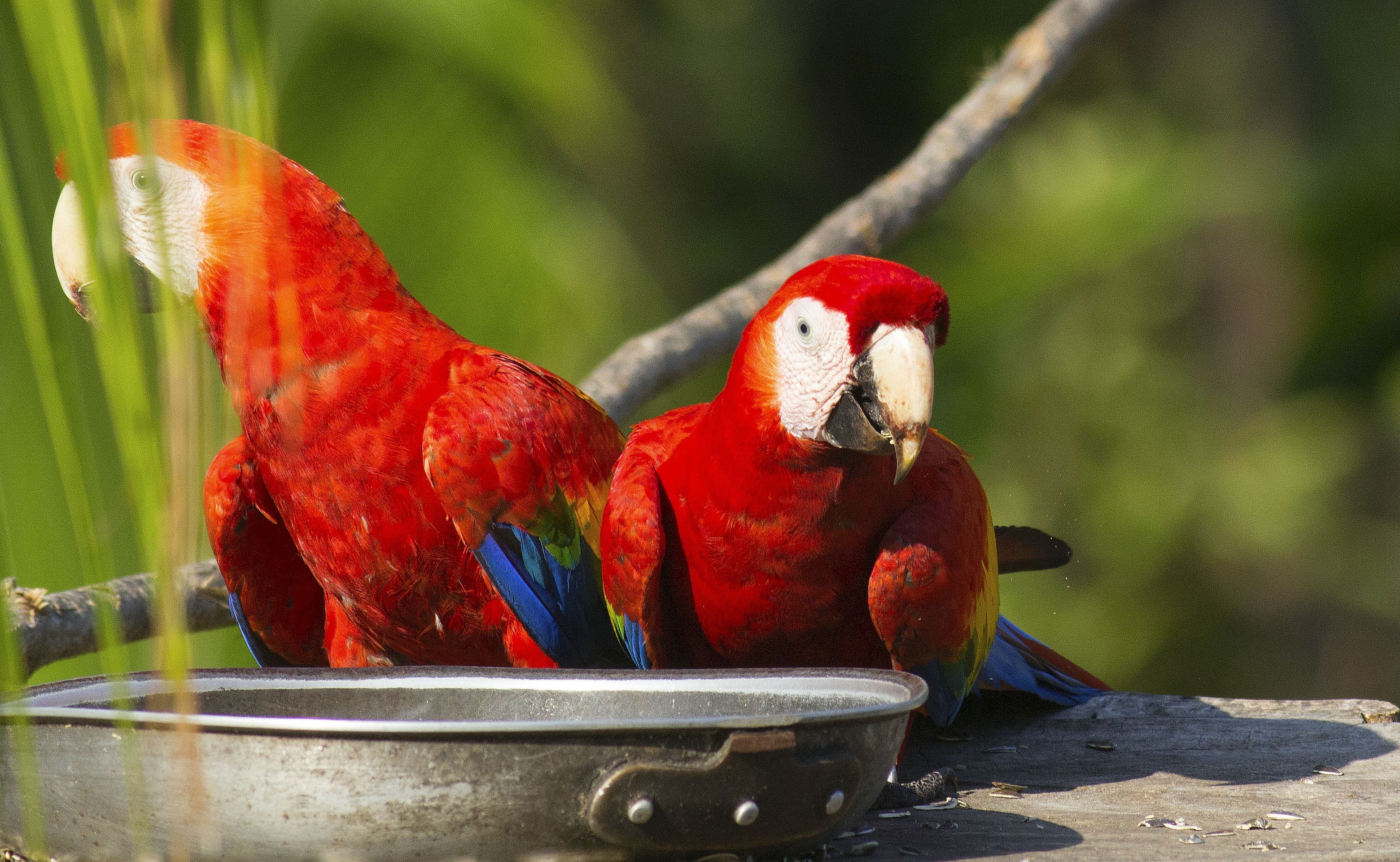 Scarlet Macaw