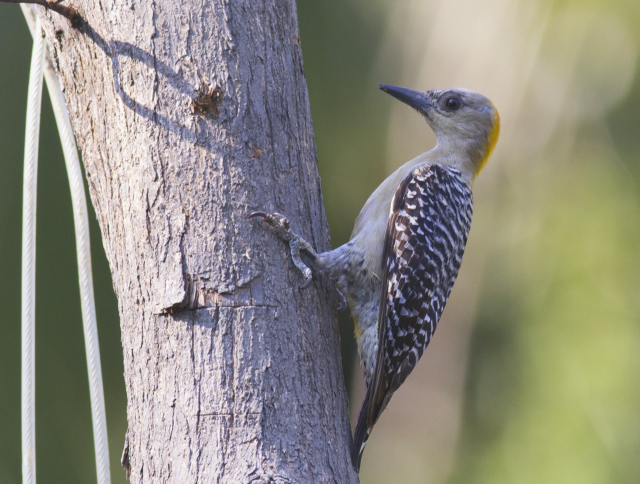 Hoffmann's Woodpecker