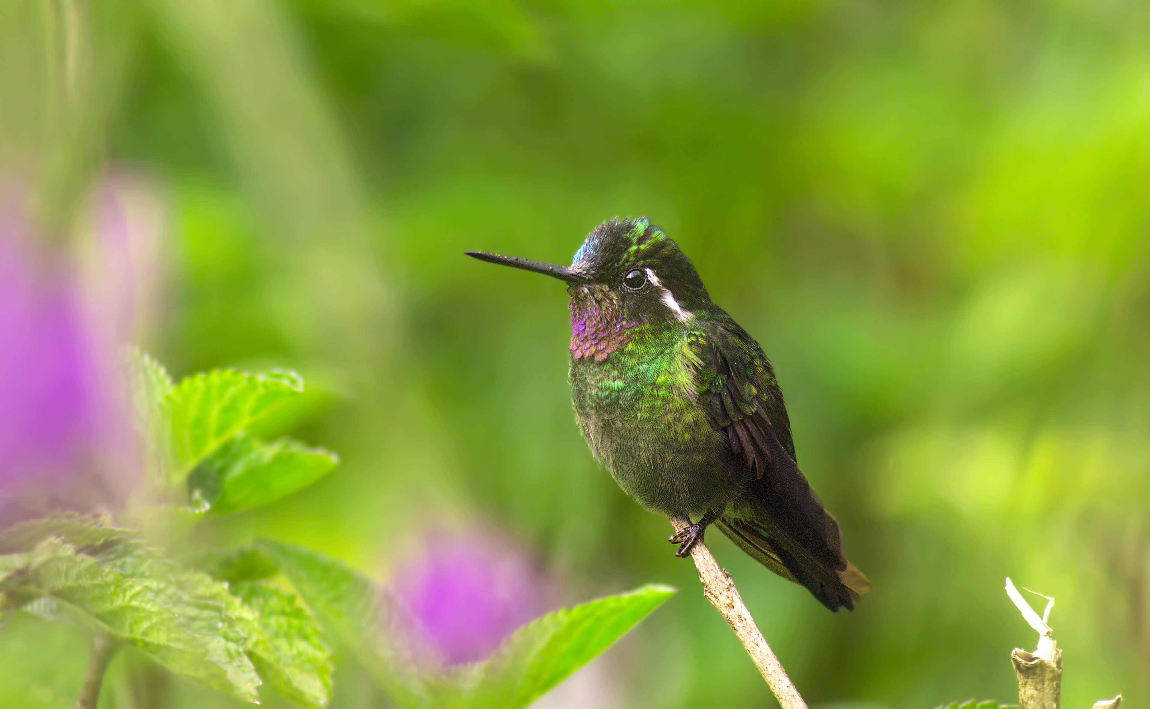 Purple-throated Mountain-gem