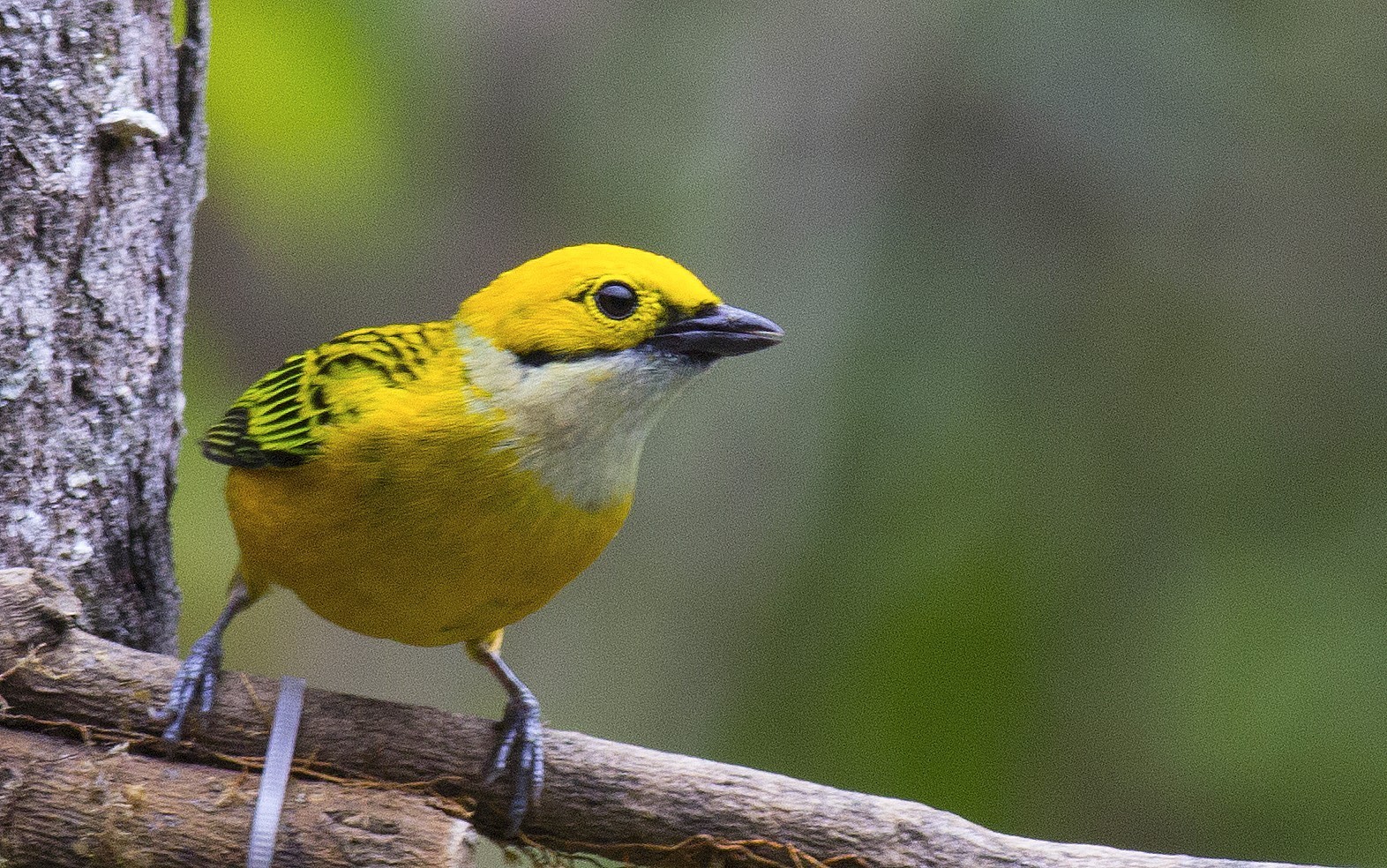 Silver-throated Tanager