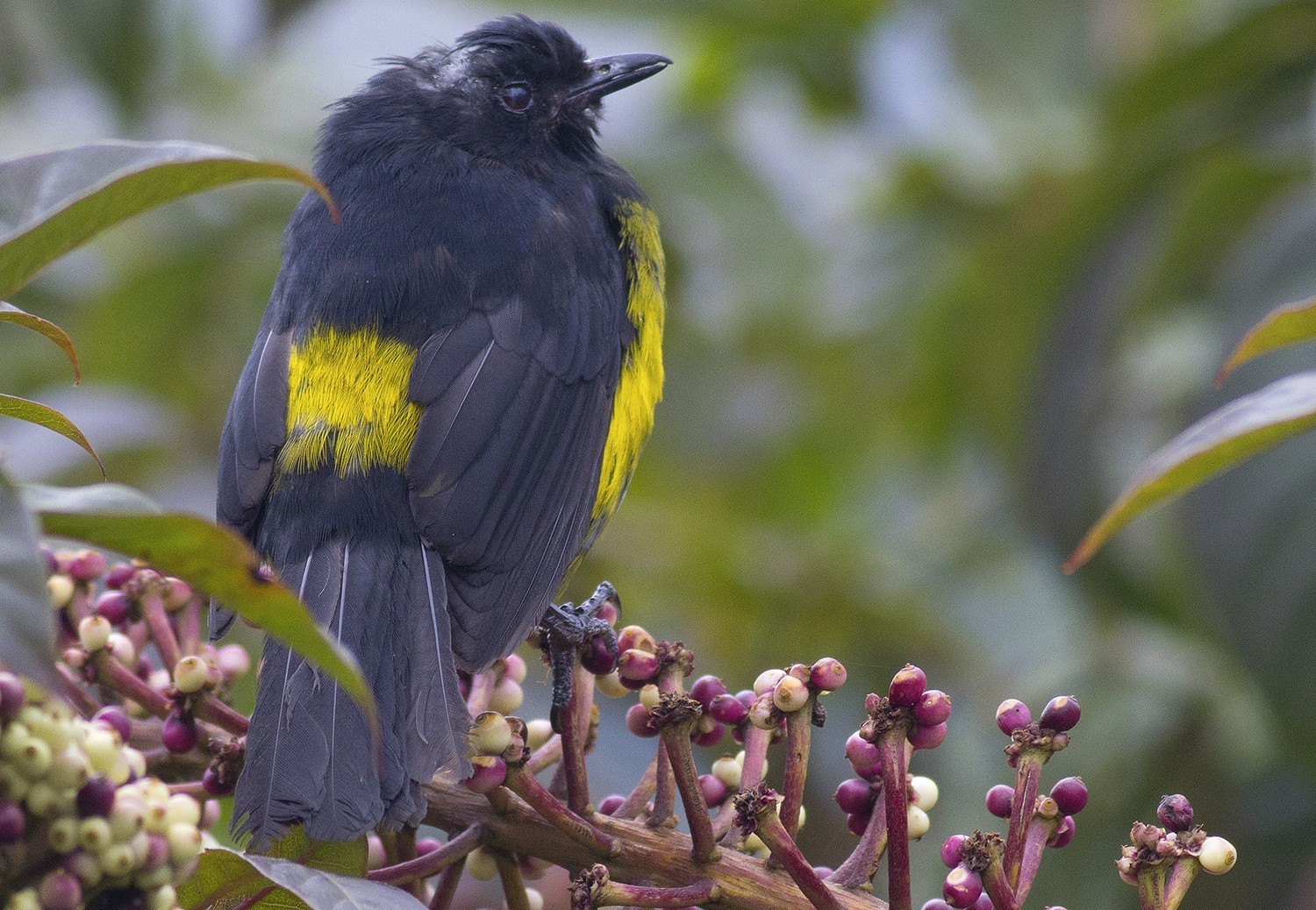 Black-and-yellow Silky-flycatcher — Ana fotoğraf