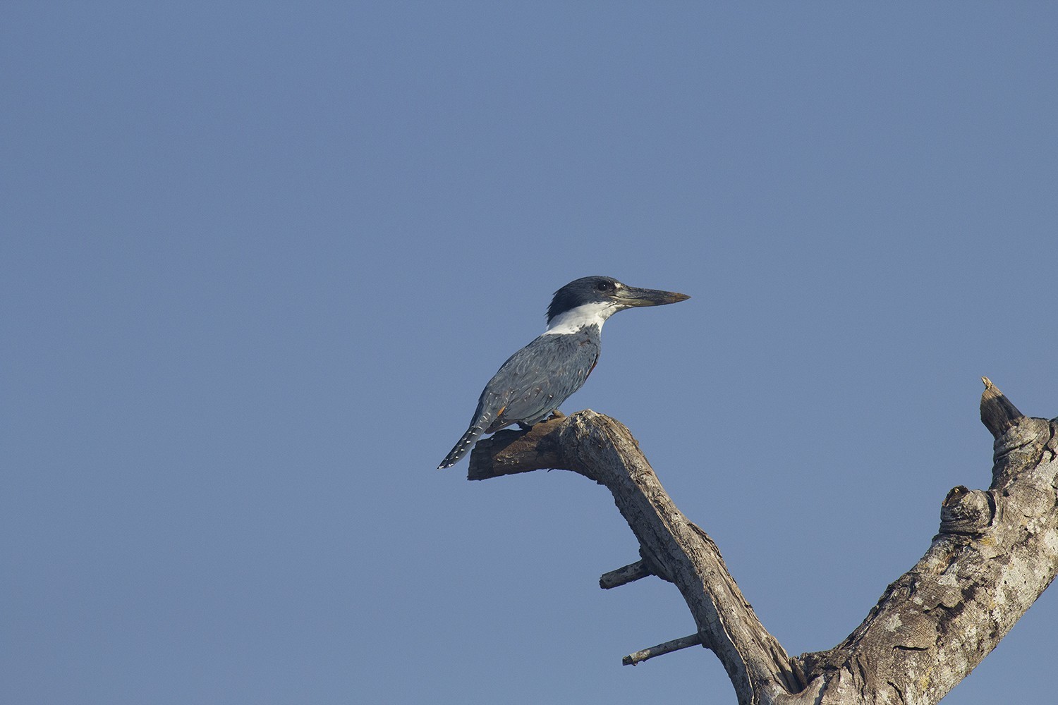Ringed Kingfisher