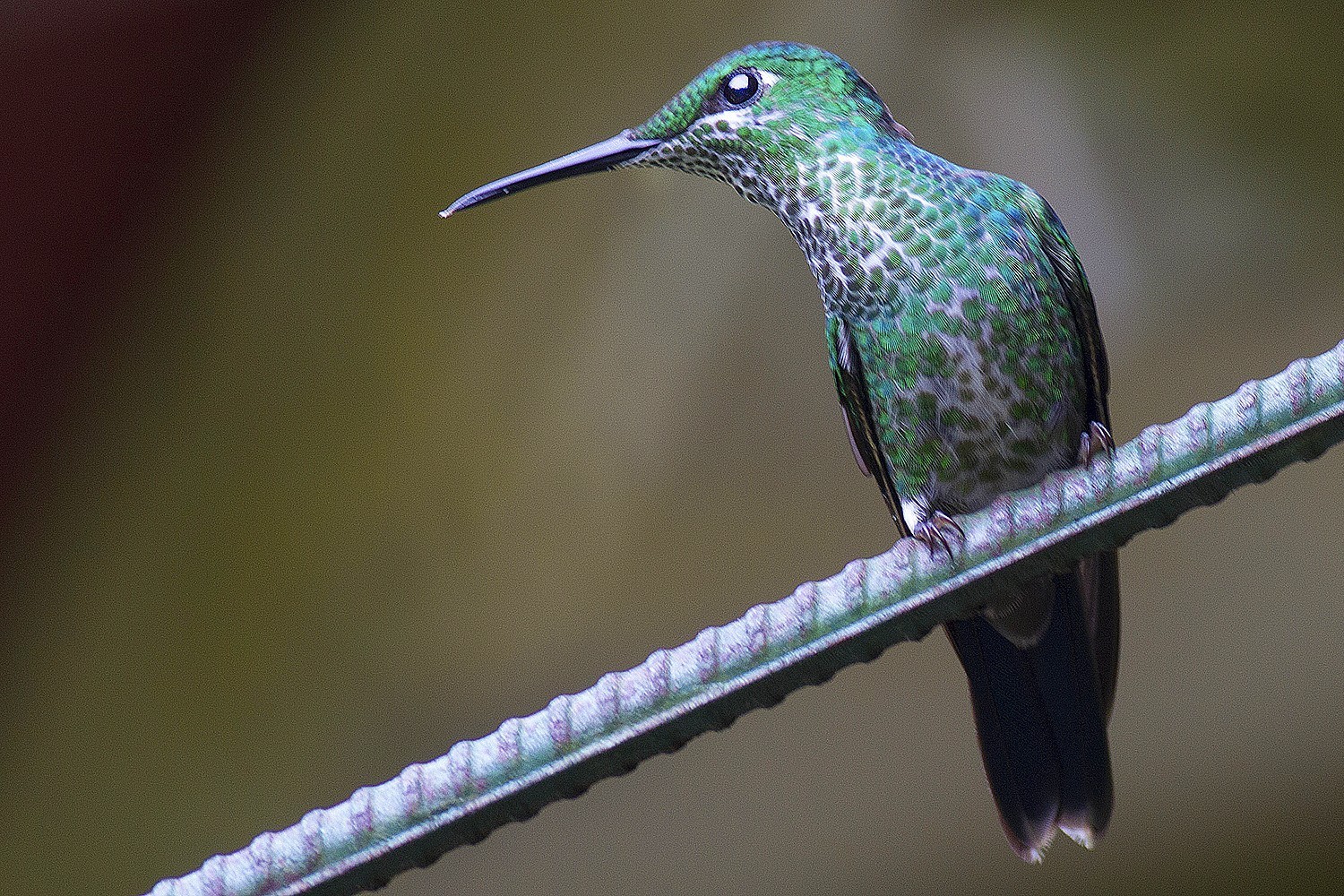 Green-crowned Brilliant — Ana fotoğraf
