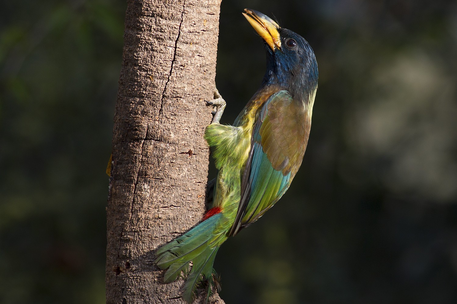 Great Barbet