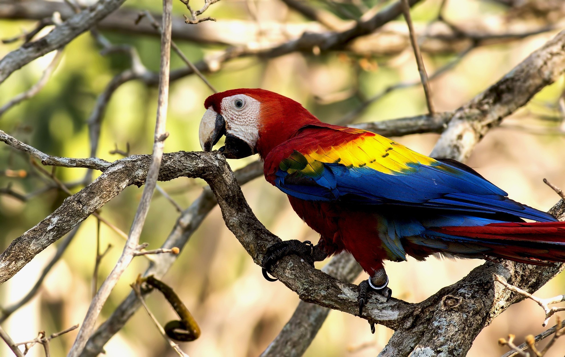 Scarlet Macaw