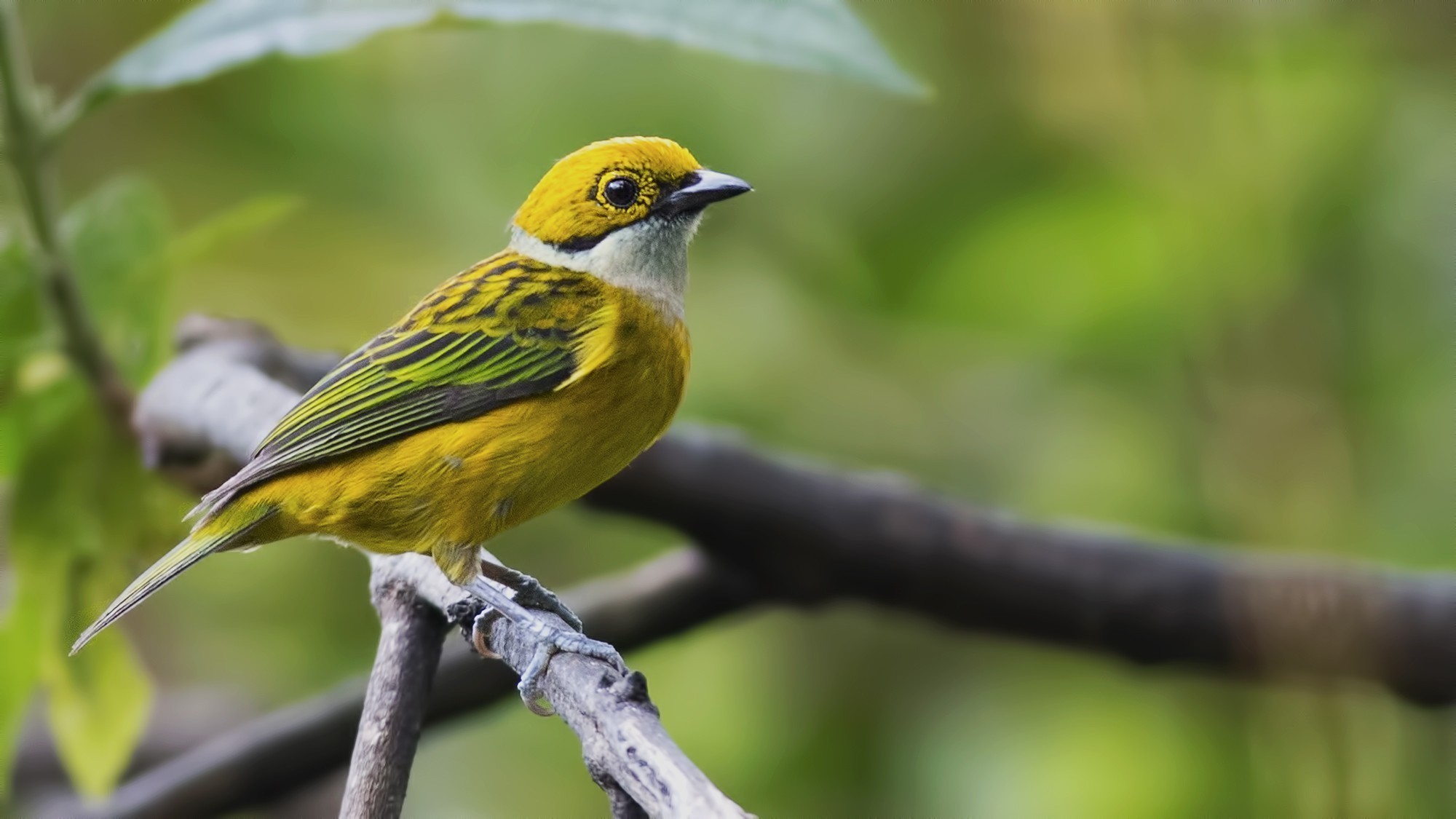 Silver-throated Tanager