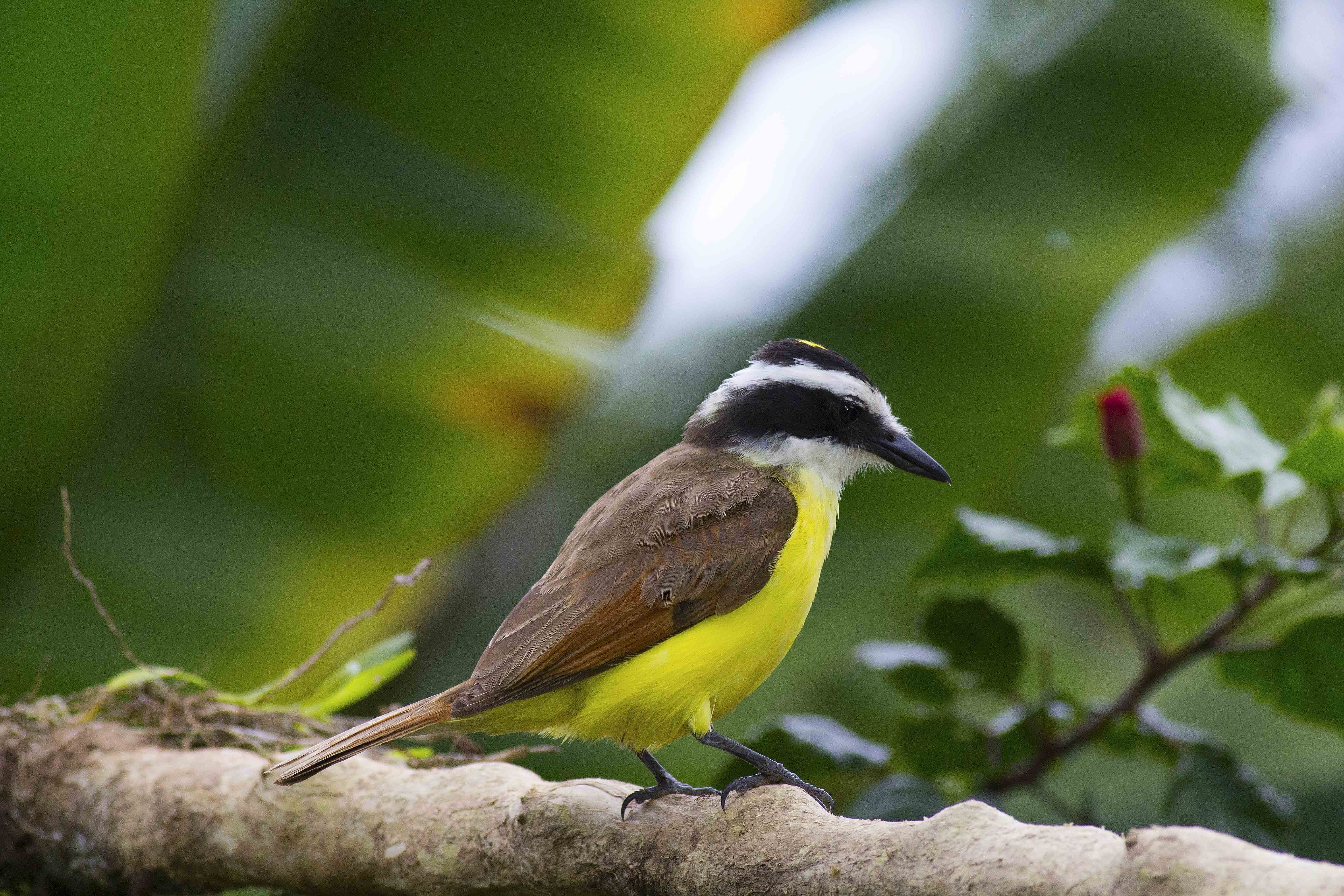 Great Kiskadee
