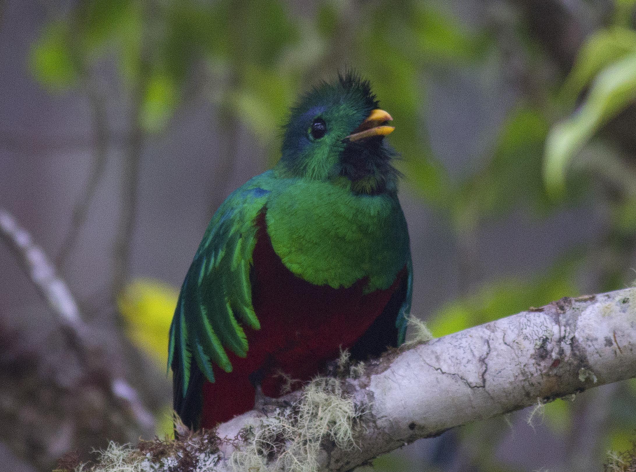 Resplendent Quetzal