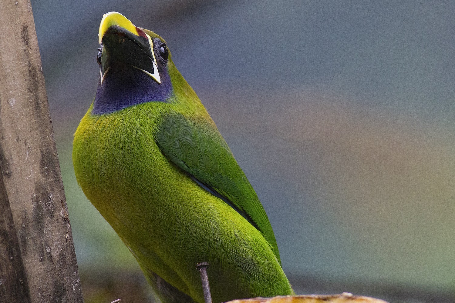 Emerald Toucanet — Ana fotoğraf