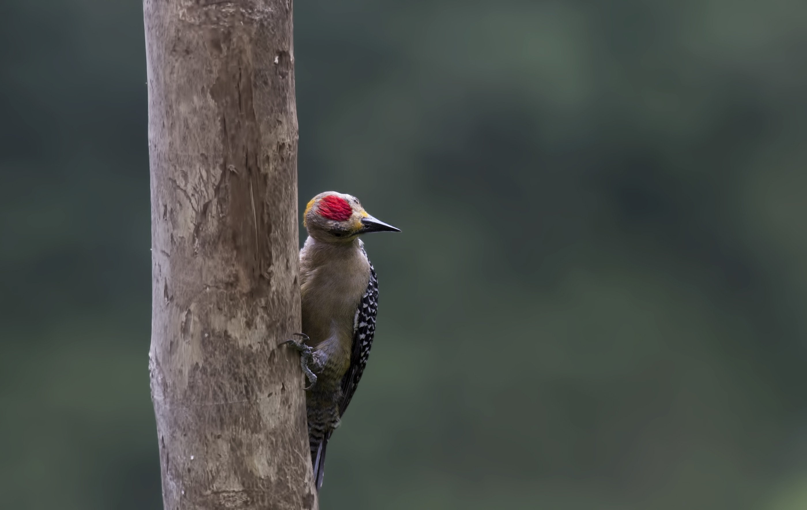 Hoffmann's Woodpecker — Ana fotoğraf