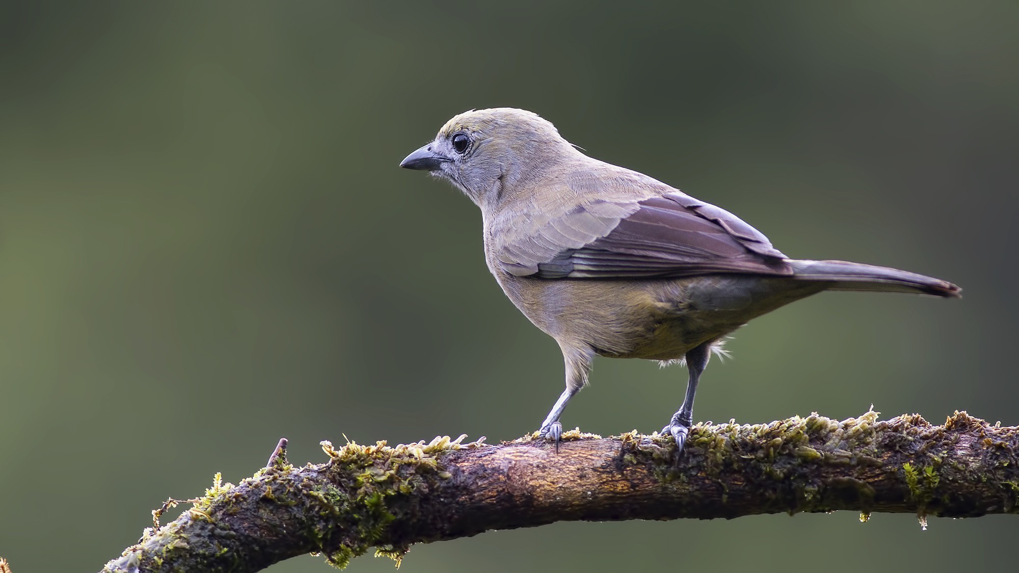 Palm Tanager