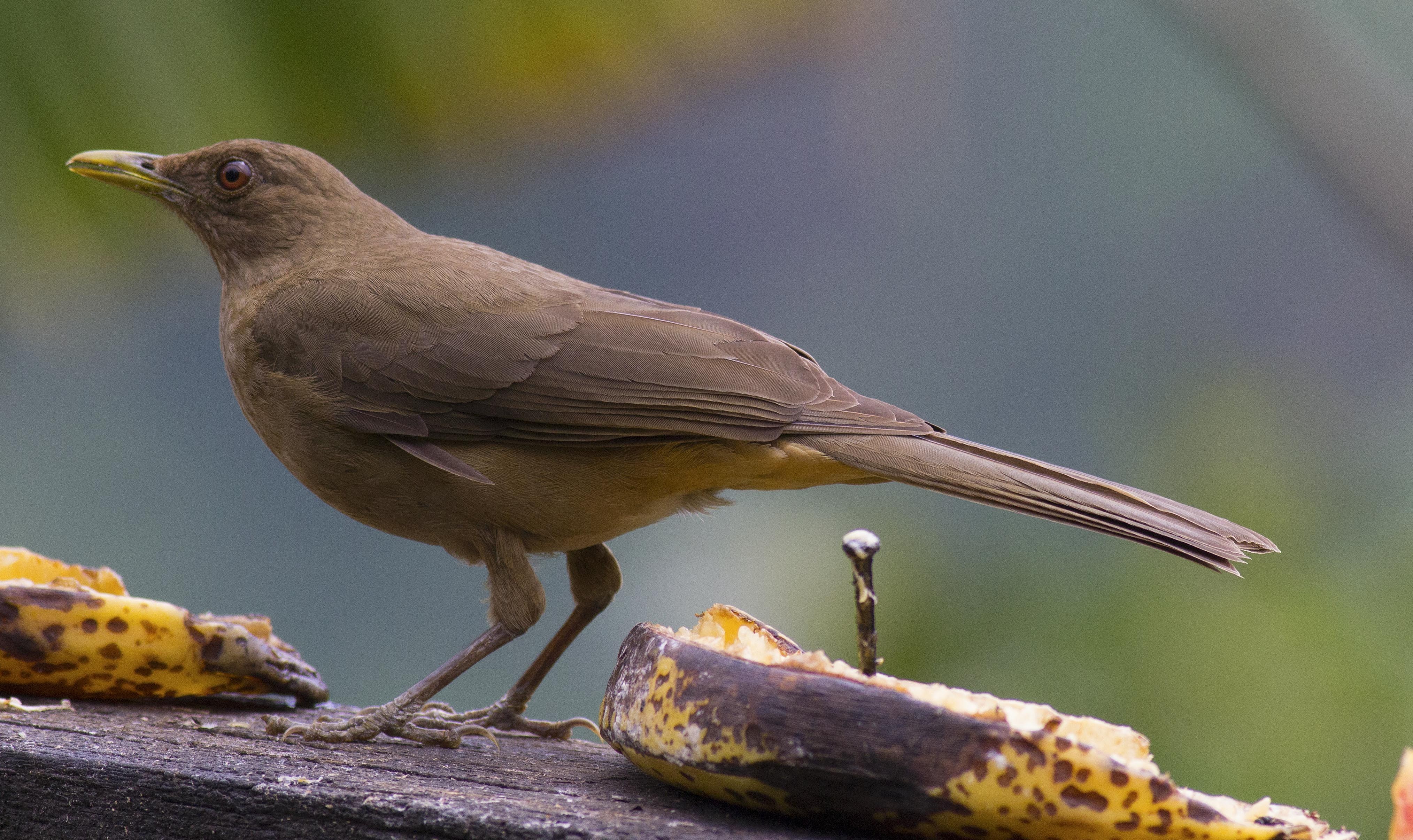 Clay-coloured Thrush