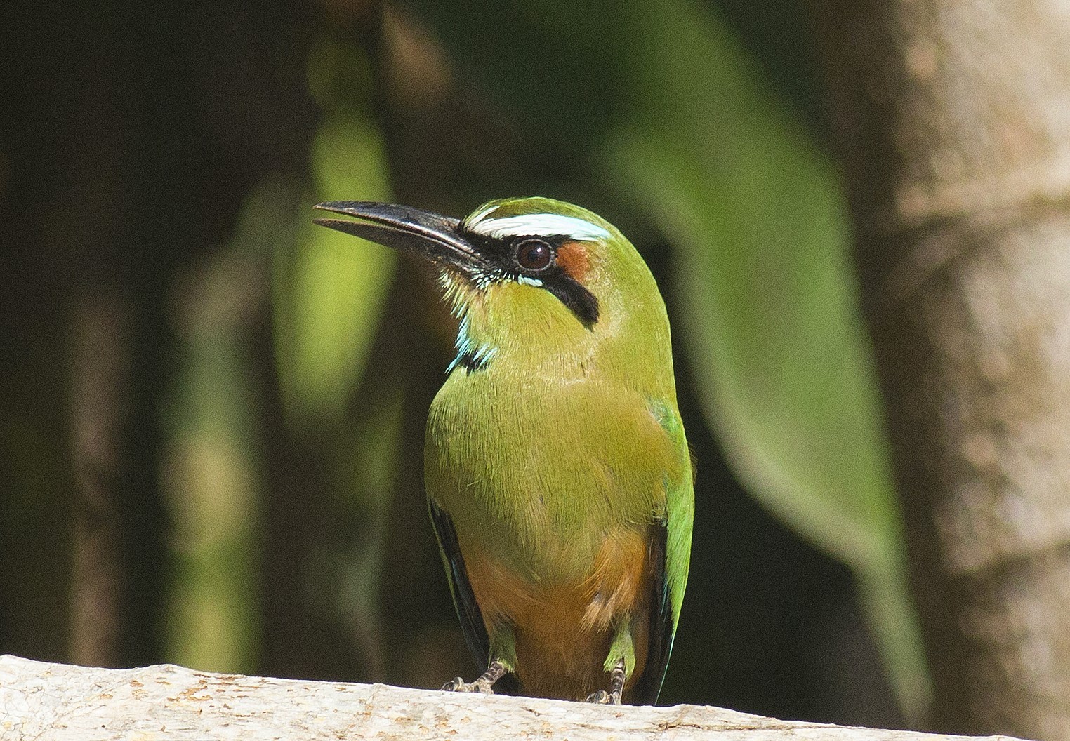 Turquoise-browed Motmot
