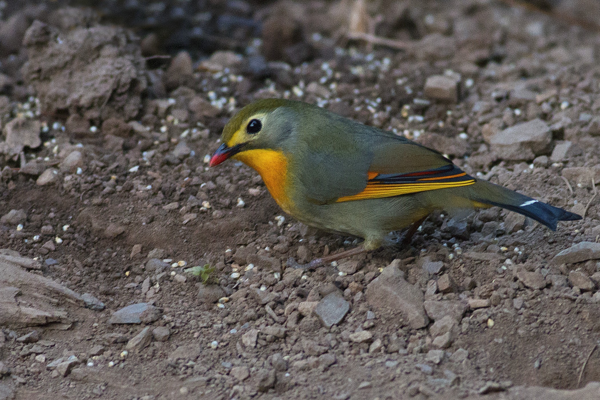 Red-billed Leiothrix — Ana fotoğraf