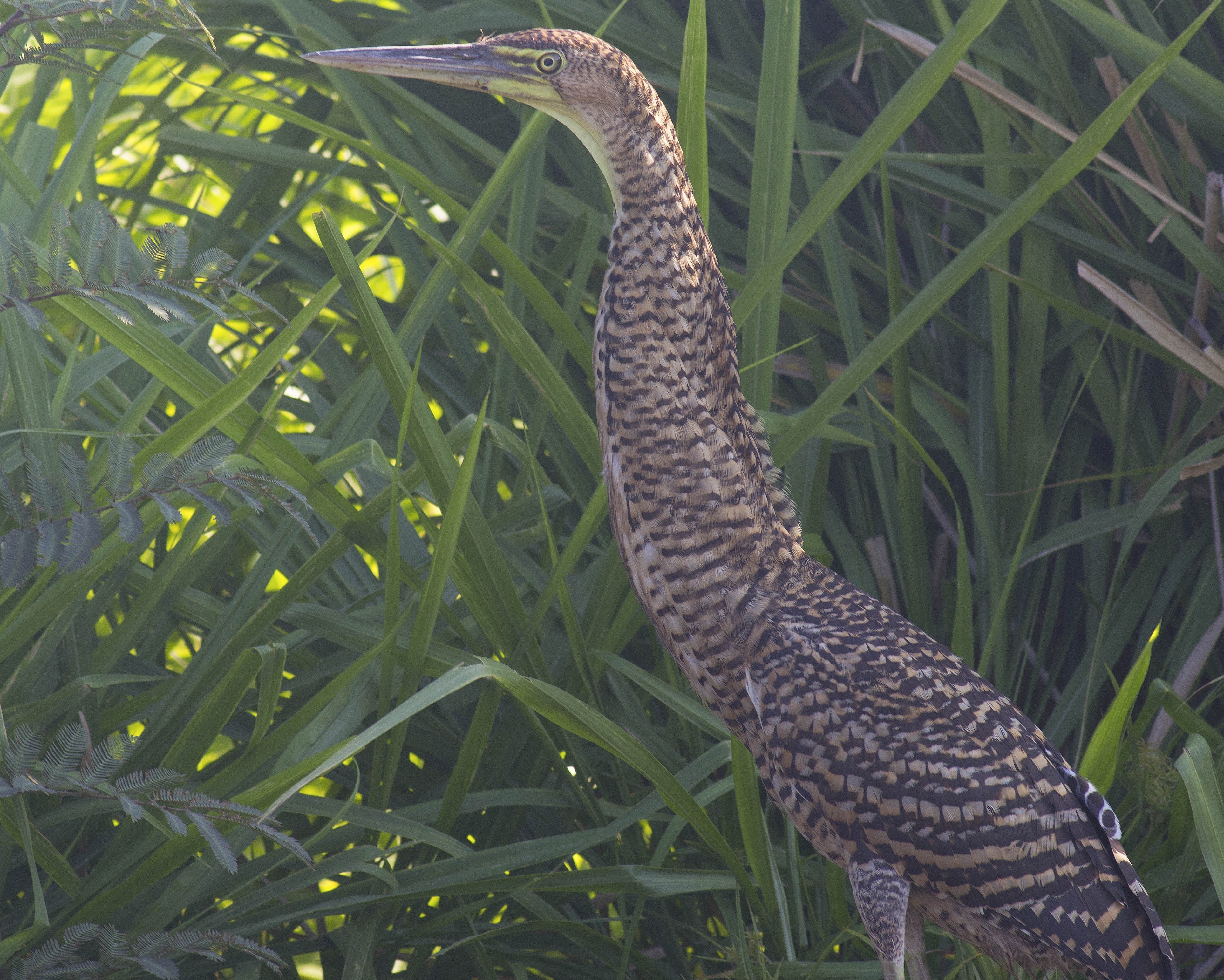 Bare-throated Tiger-heron — Ana fotoğraf