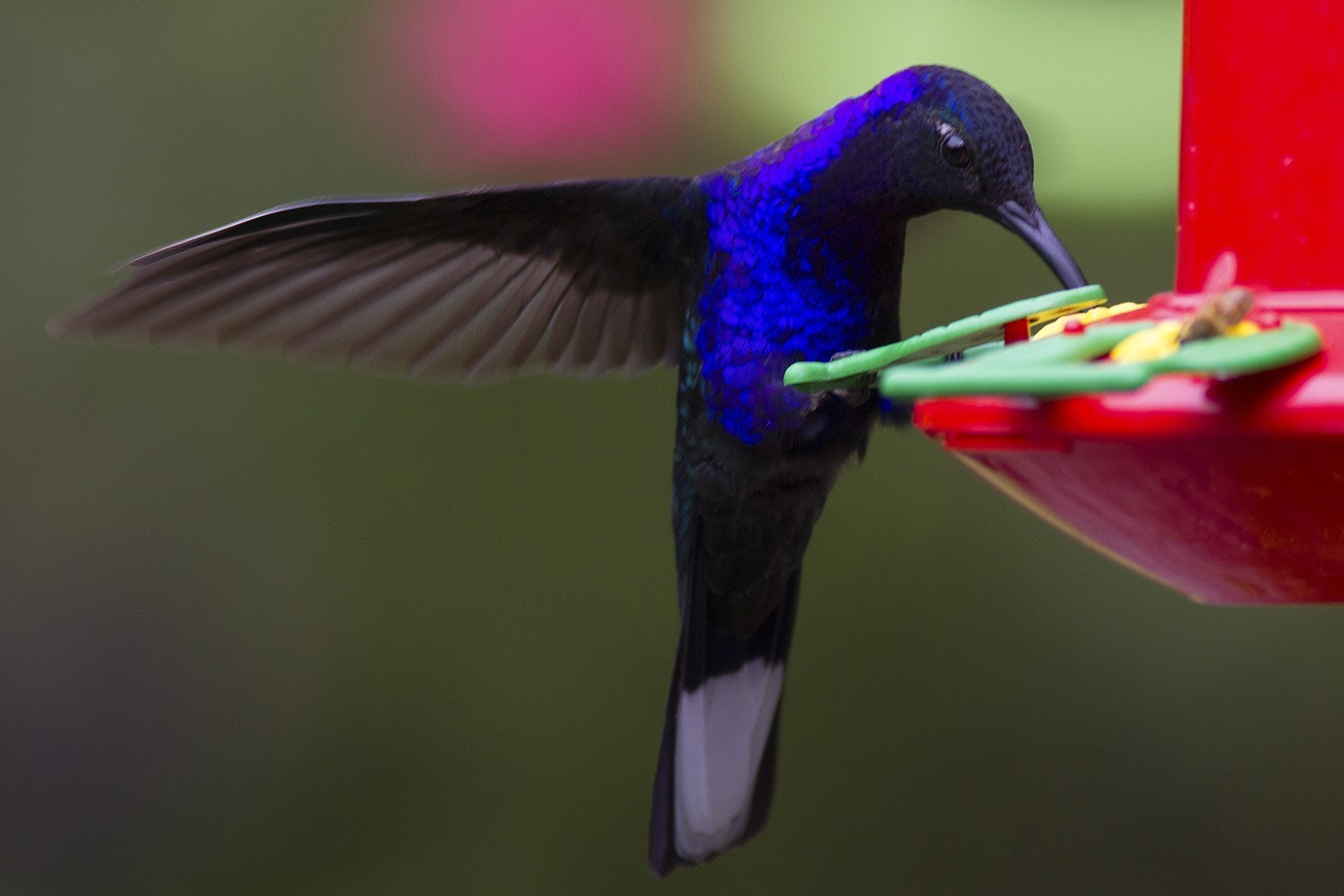 Violet Sabrewing