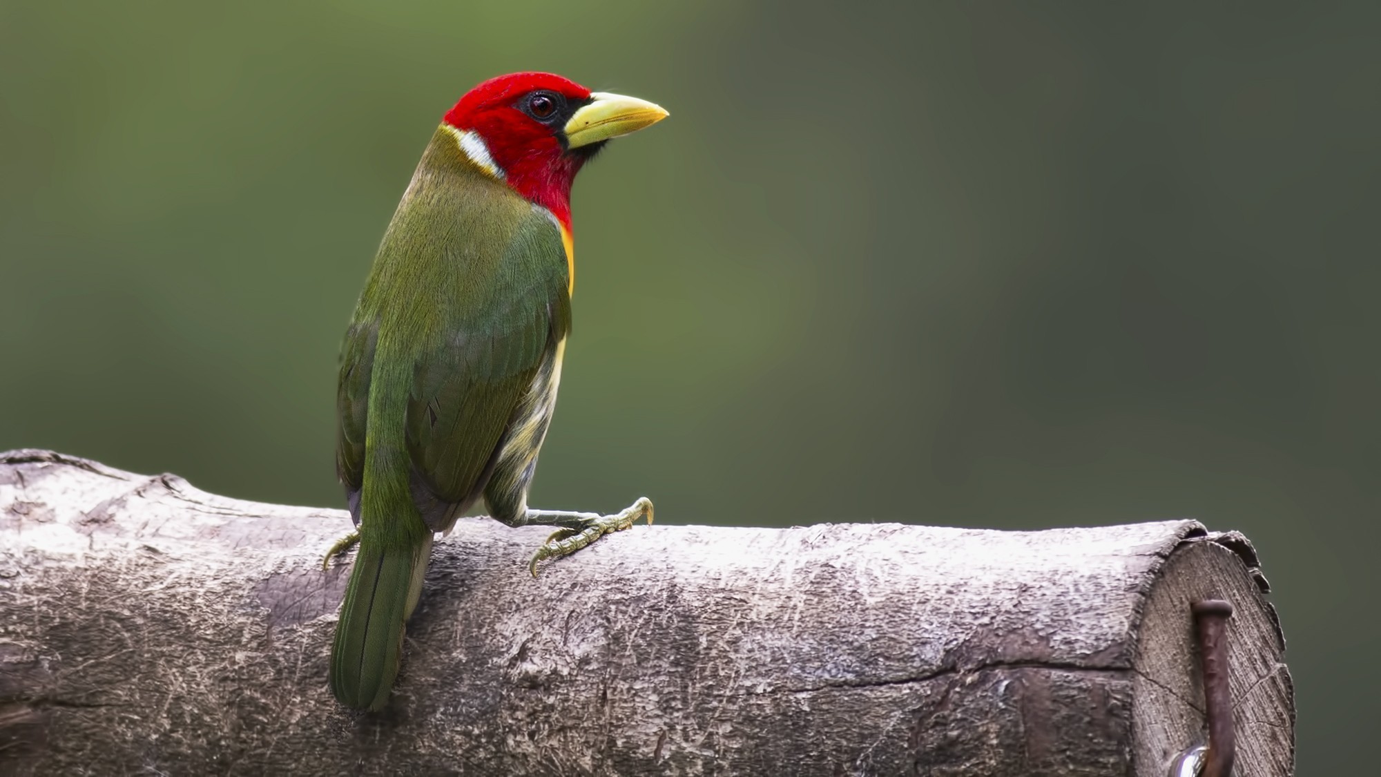 Red-headed Barbet