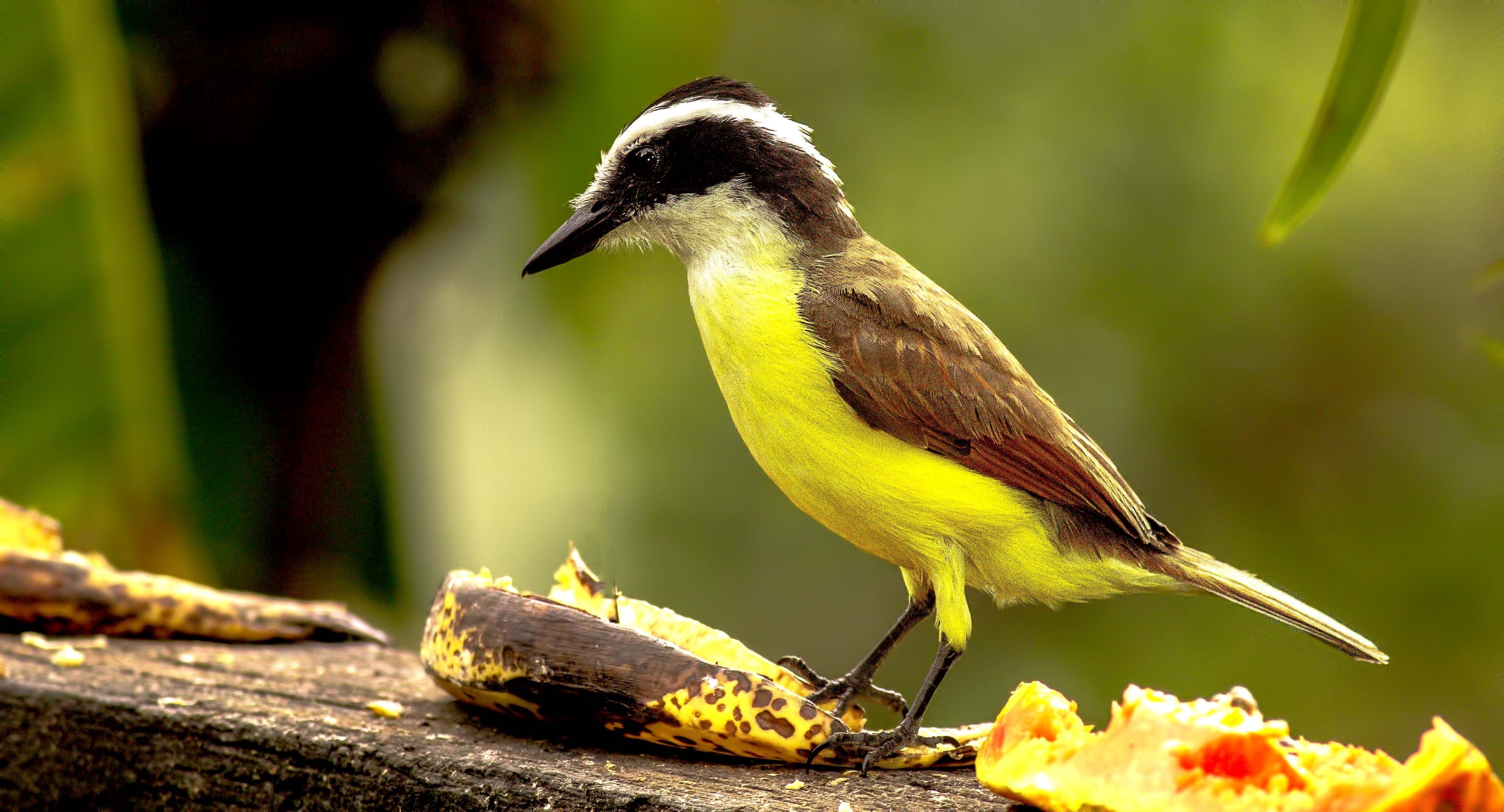 Great Kiskadee