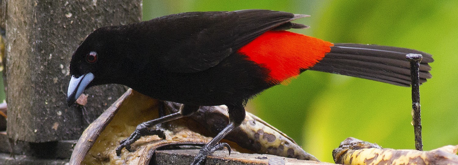 Scarlet-rumped Tanager — Ana fotoğraf