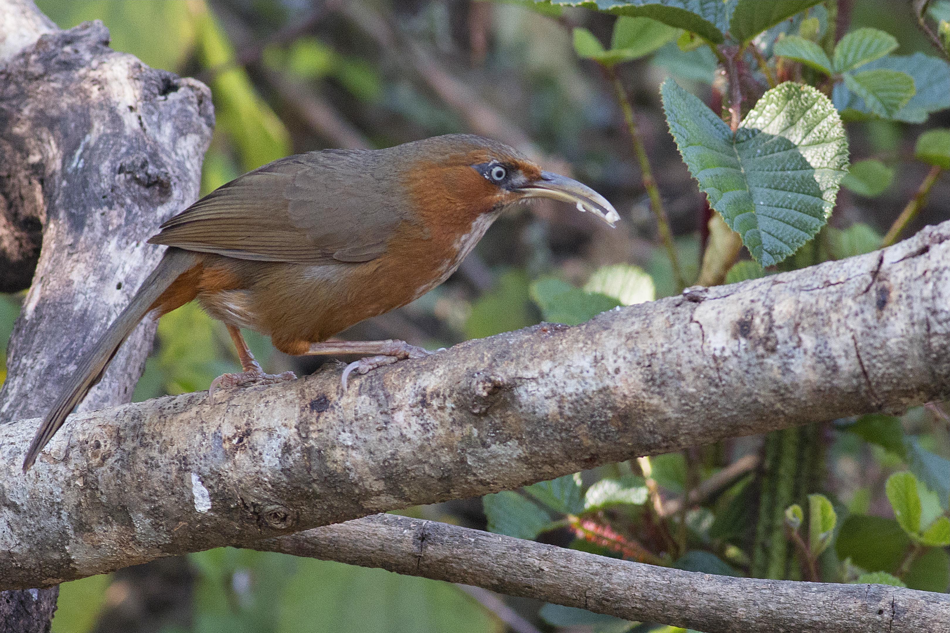 Rusty-cheeked Scimitar-babbler